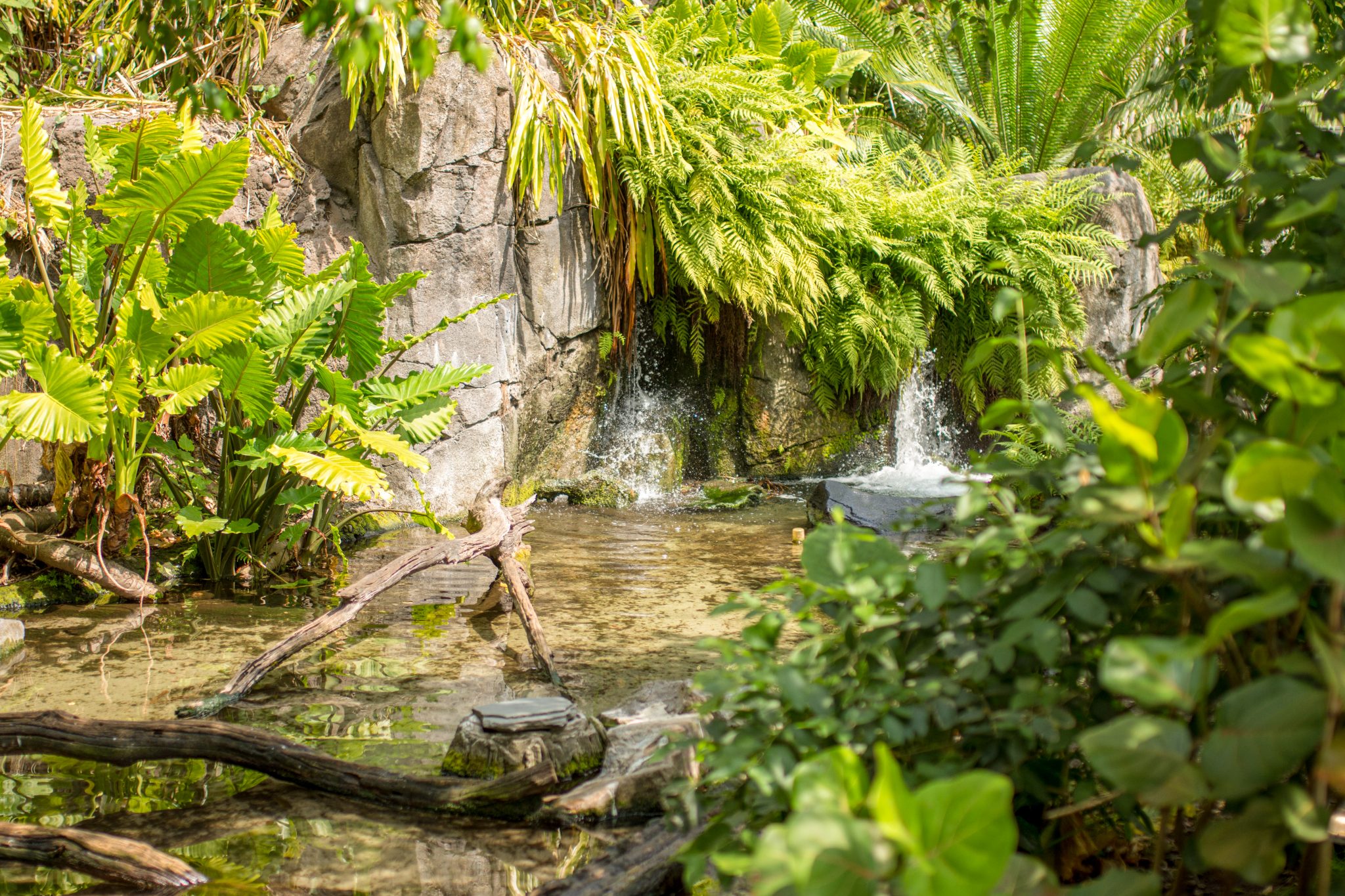 Small waterfall along a plant-filled creek