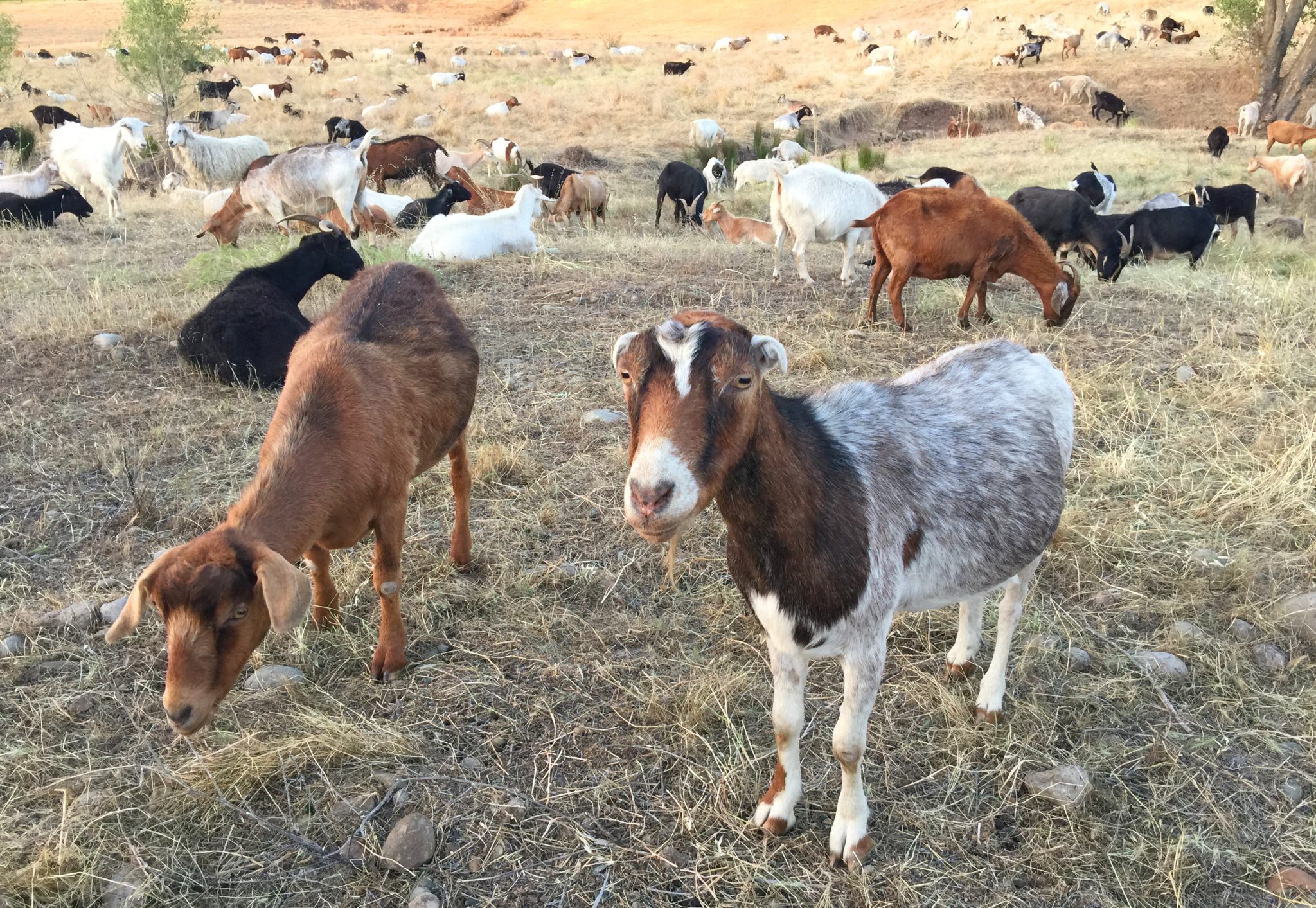 Natural Weed Abatement Using Farm Goats