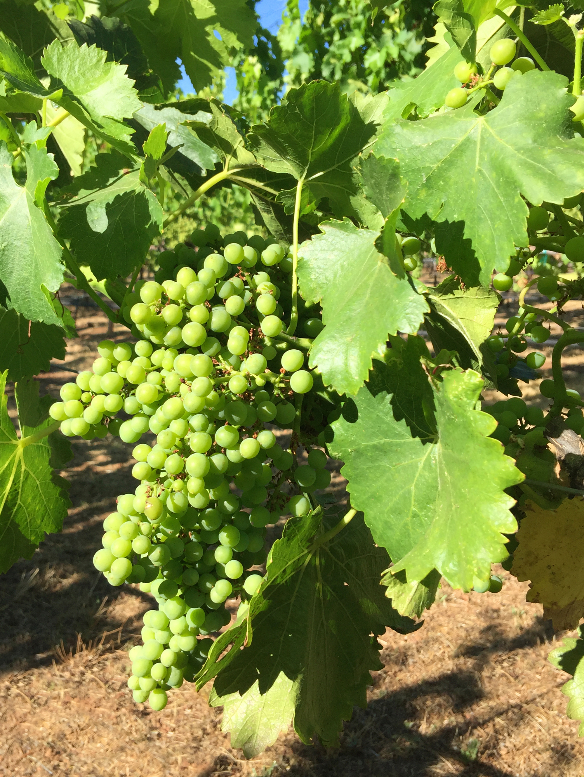 Green Grapes Ripening on The Grapevine In The Sun