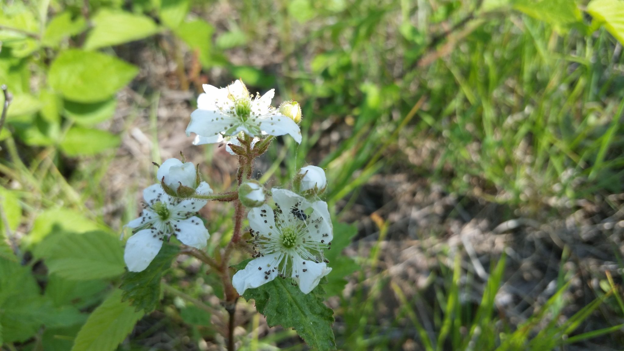 Blackberry blossoms with spider web