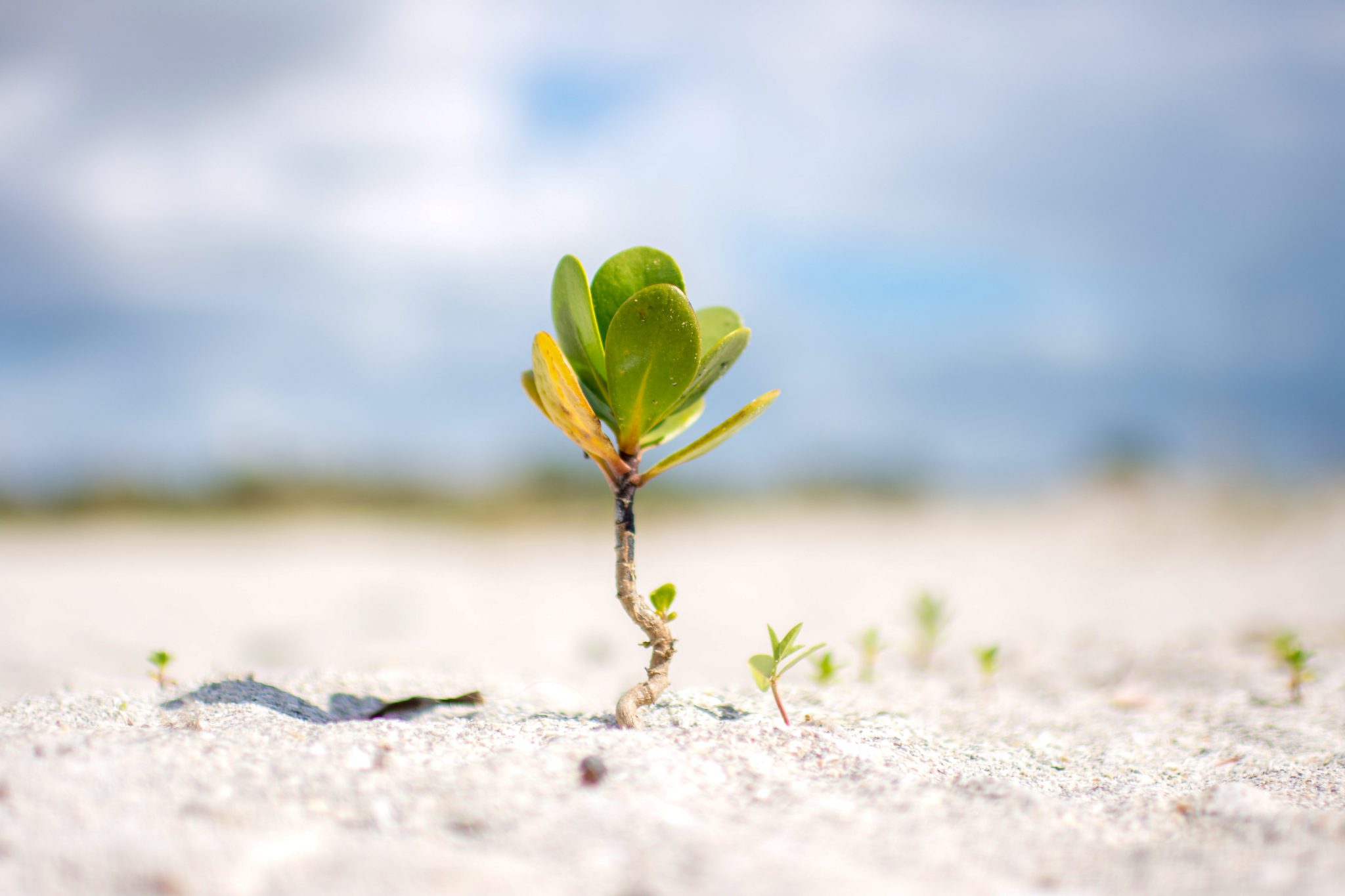 Lone sea grape plant sprouting out of a sandy beach