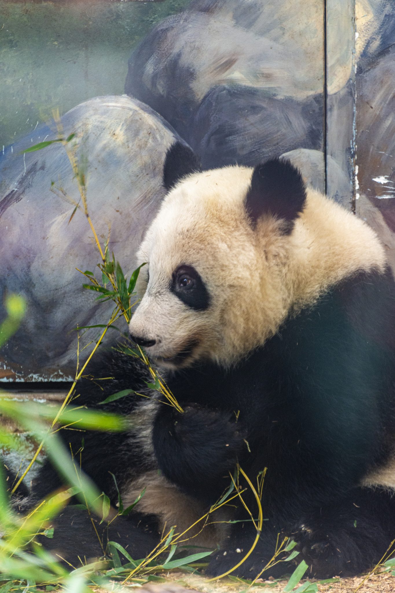 Panda sitting and eating bamboo shoots