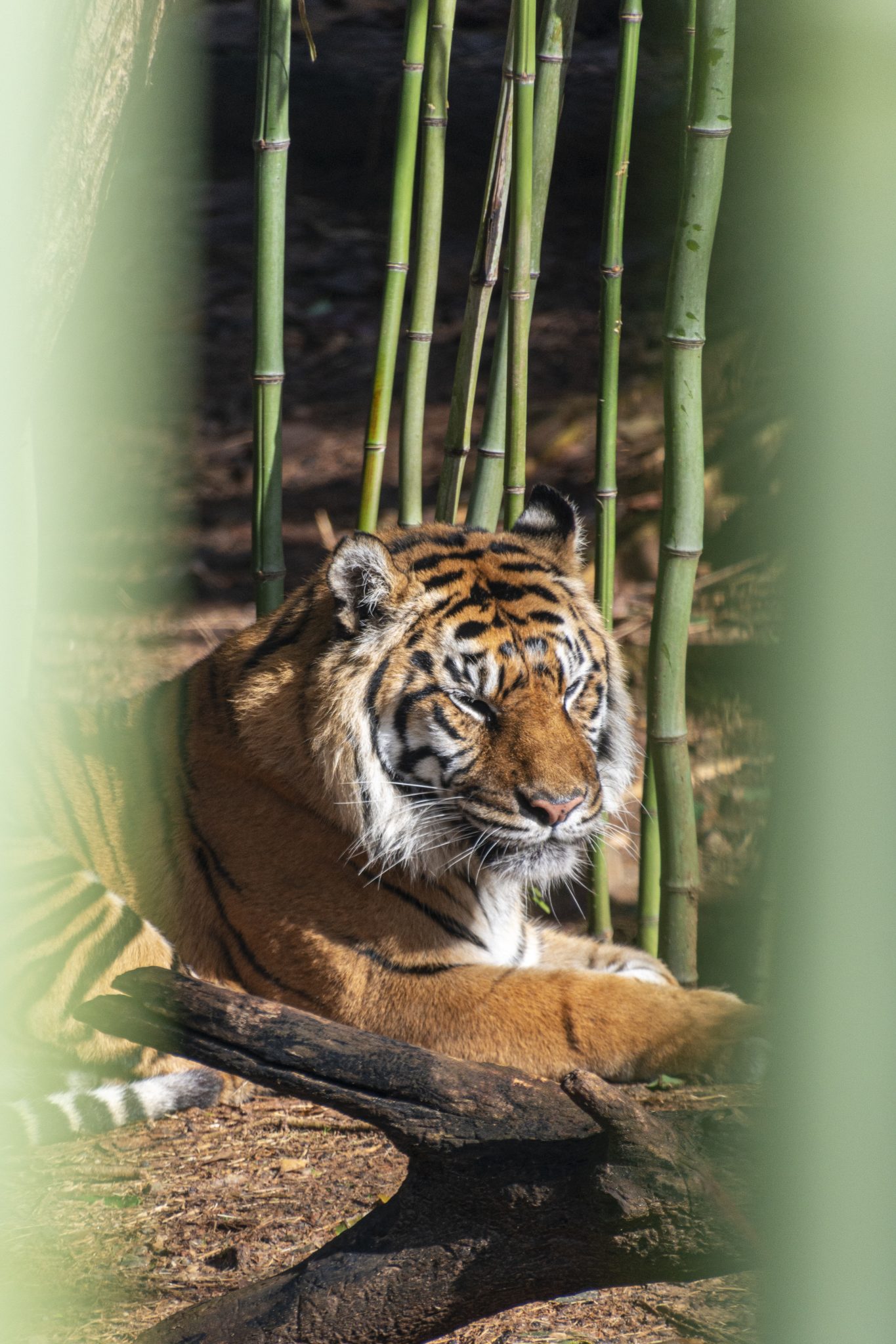 View of a tiger between bamboo stalks