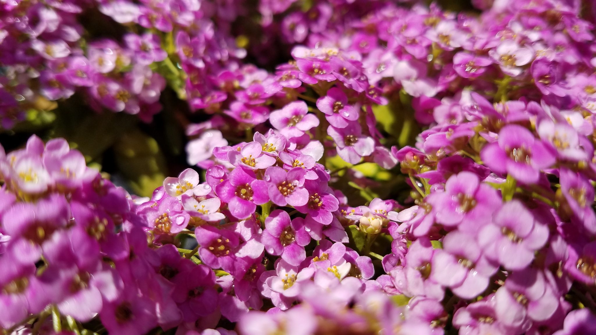 Sweet alyssum with water droplets