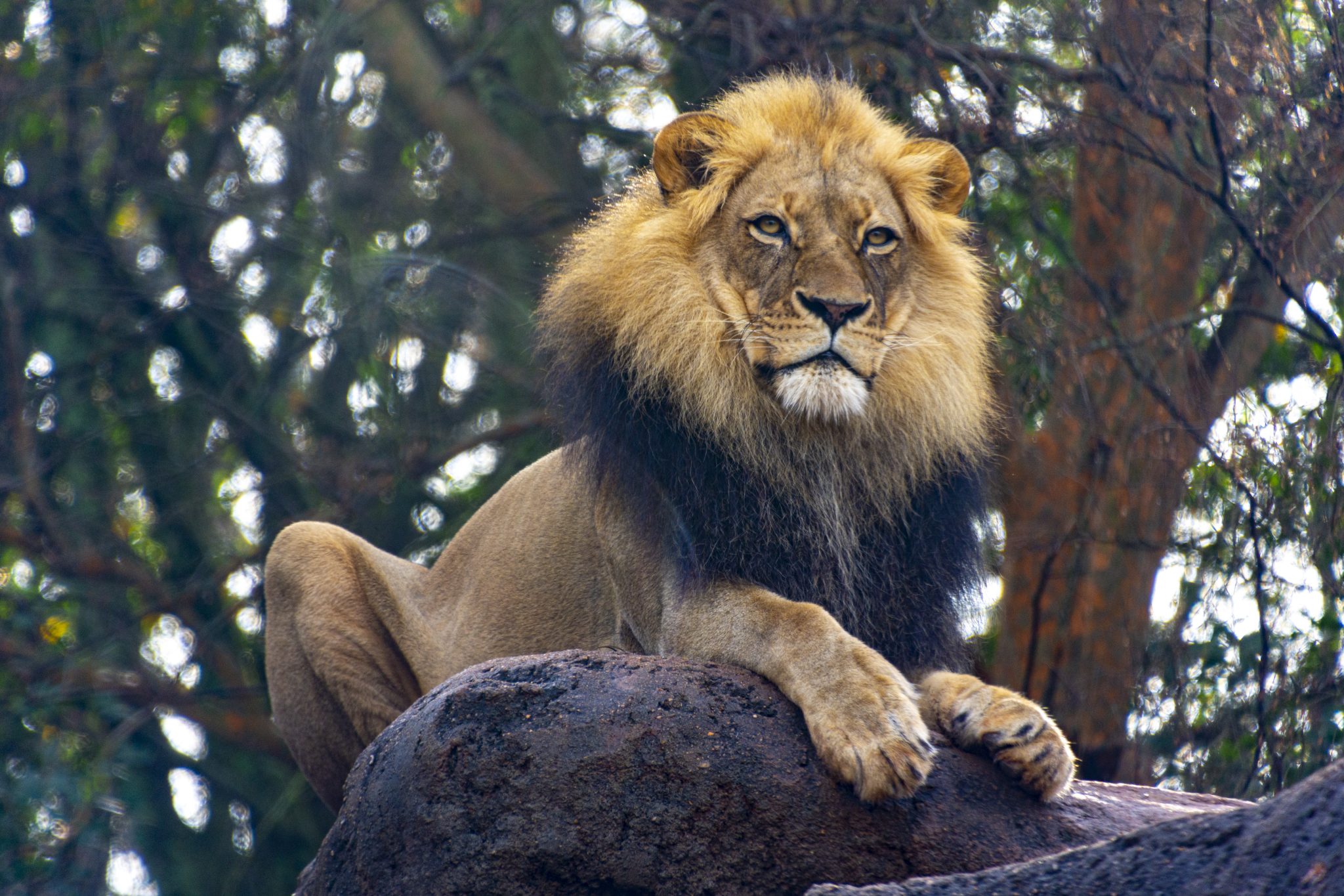 Male lion perched on a rock
