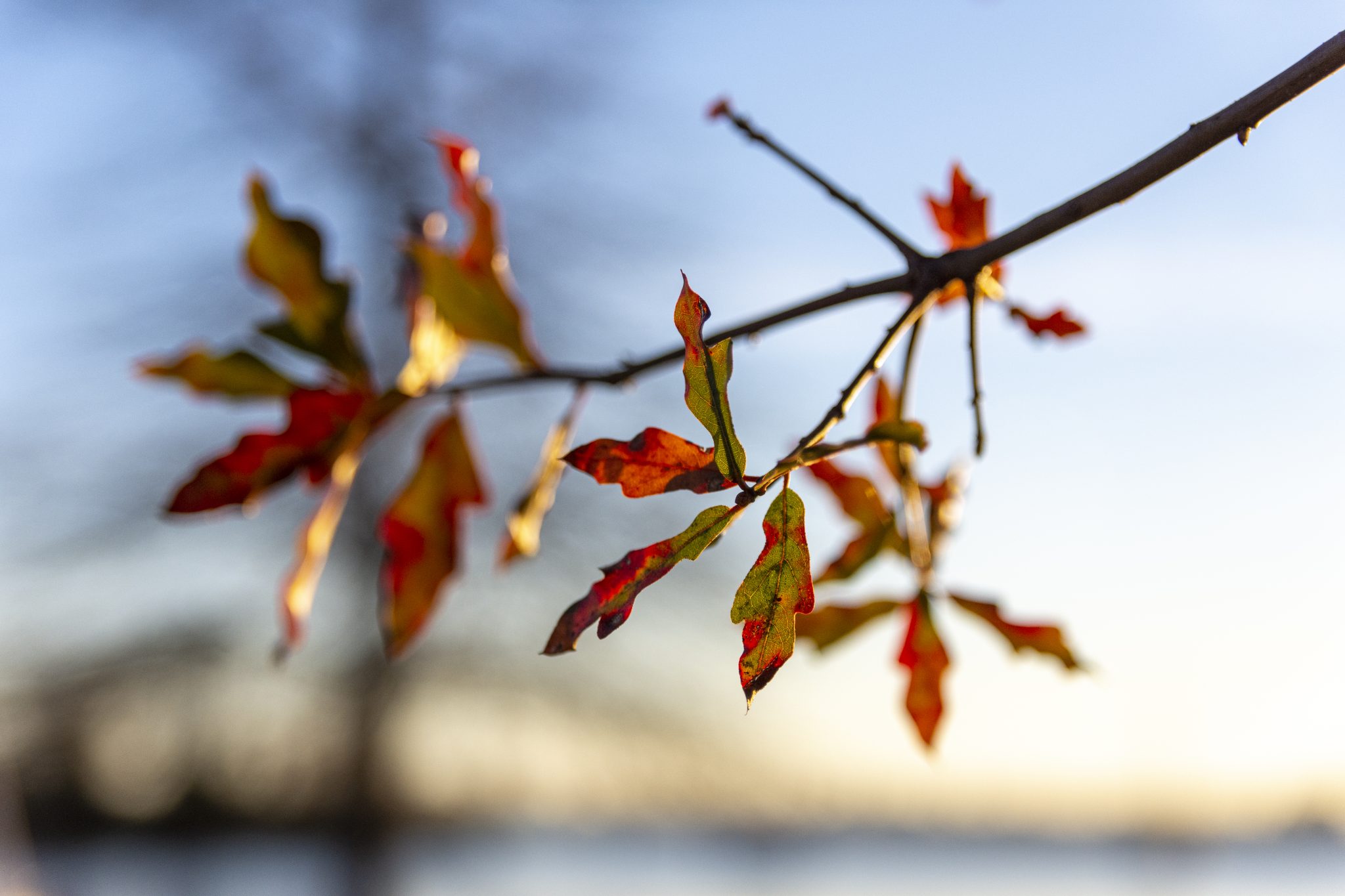 Autumn leaves on a small twig