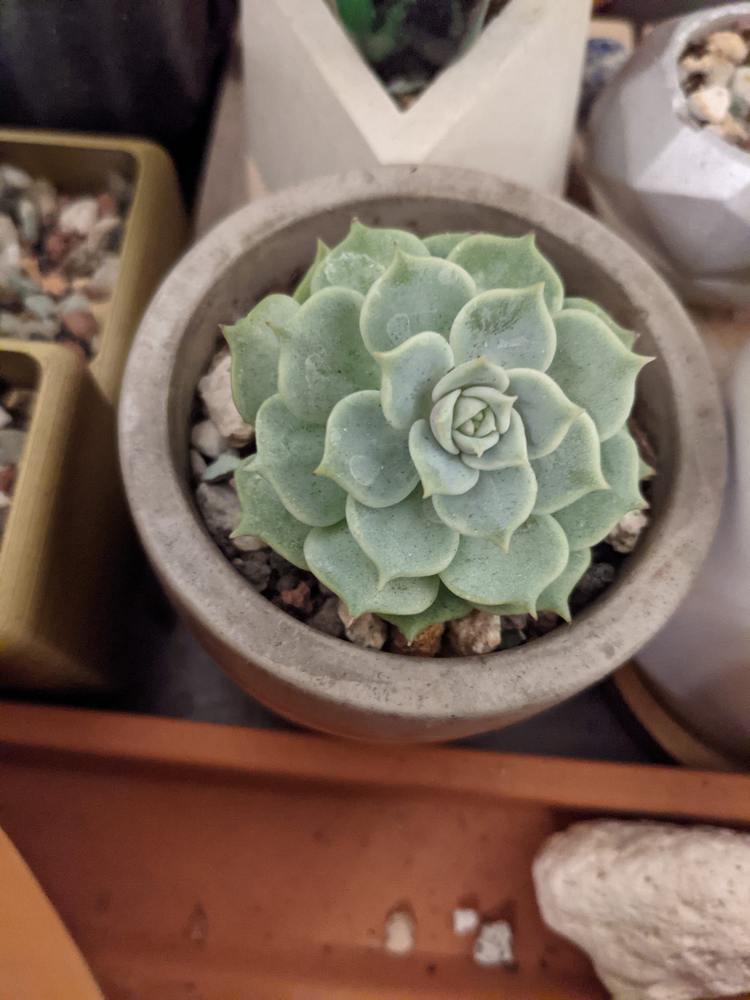 Close up of a very round, light green succulent in a round gray pot