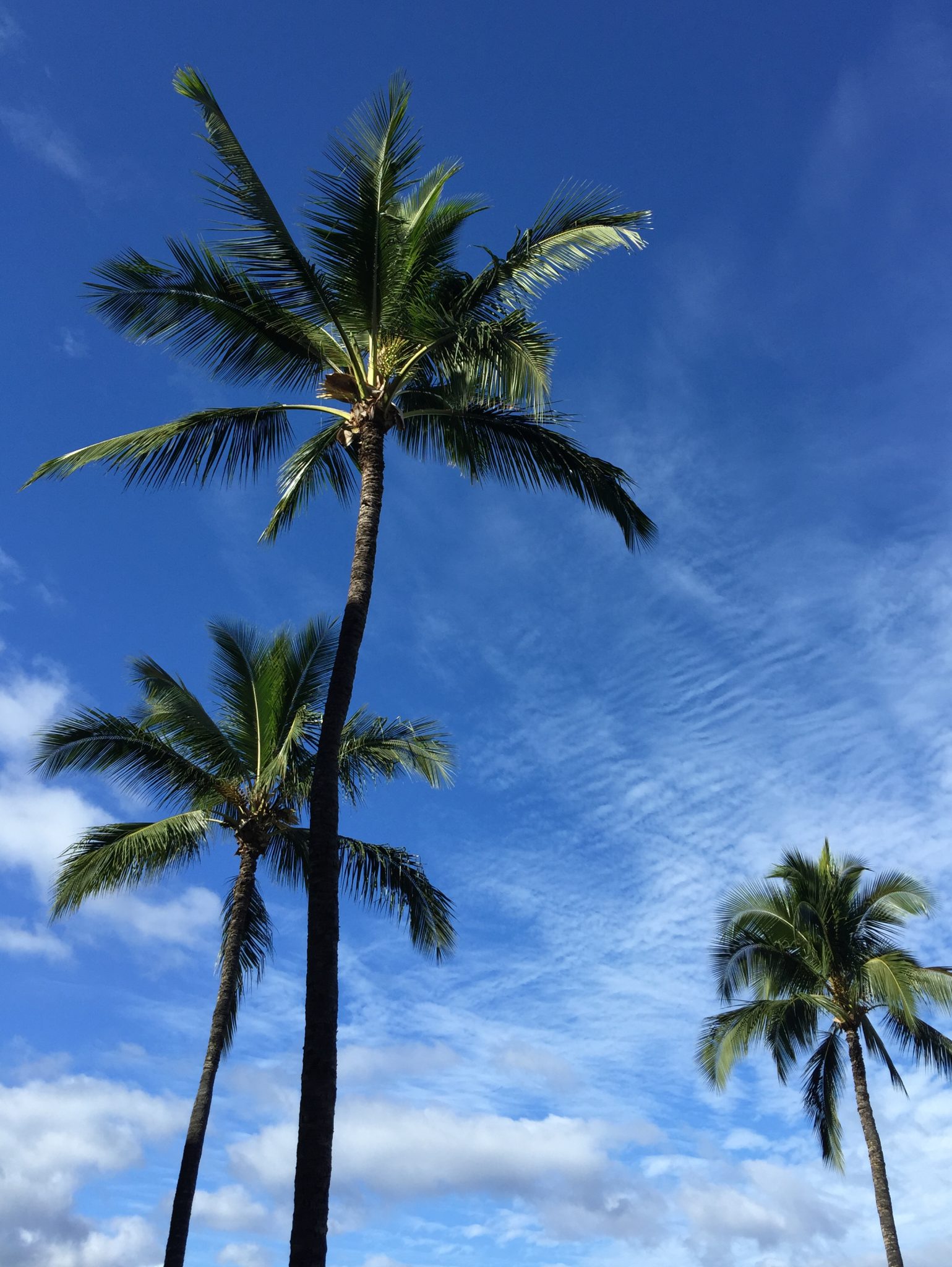 Palm Trees And Clouds Against A Blue Sky