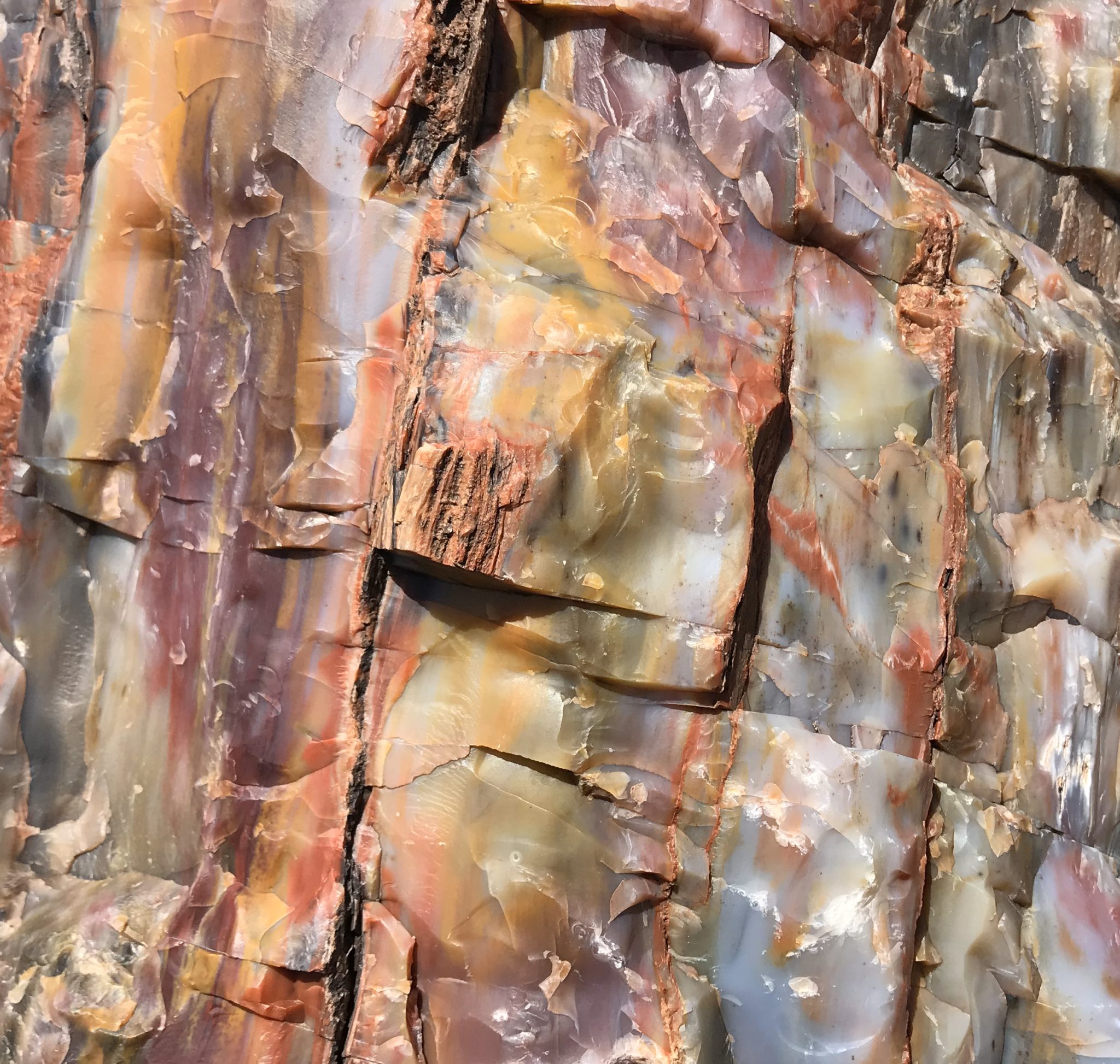 Rainbow Petrified Wood Closeup Of Texture