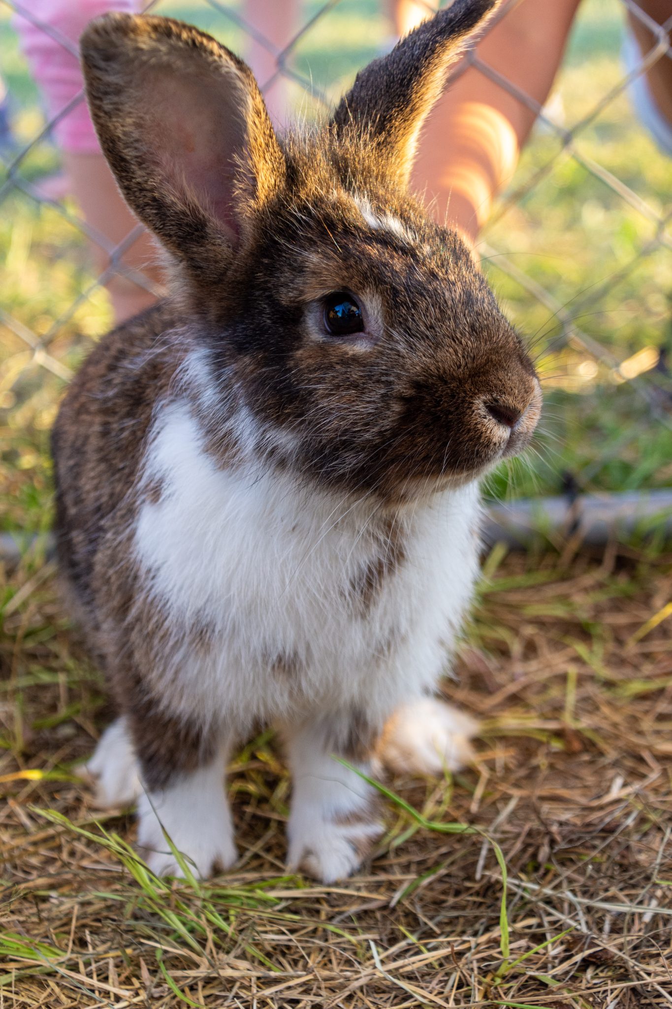 Brown and white rabbit in a petting zoo