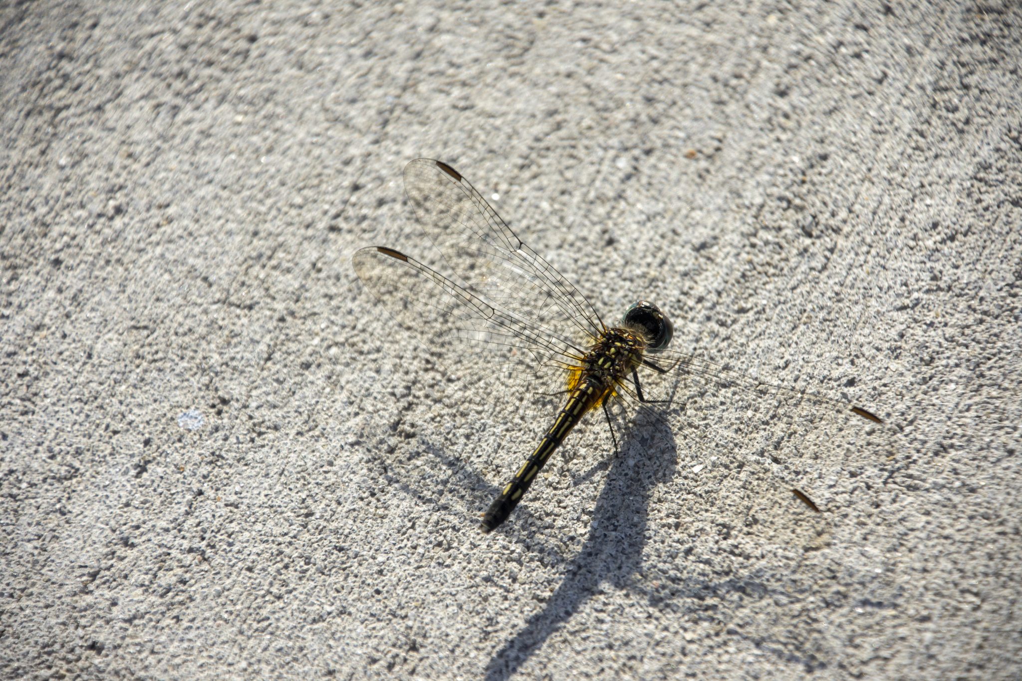 Close-up of a dragonfly on a sidewalk