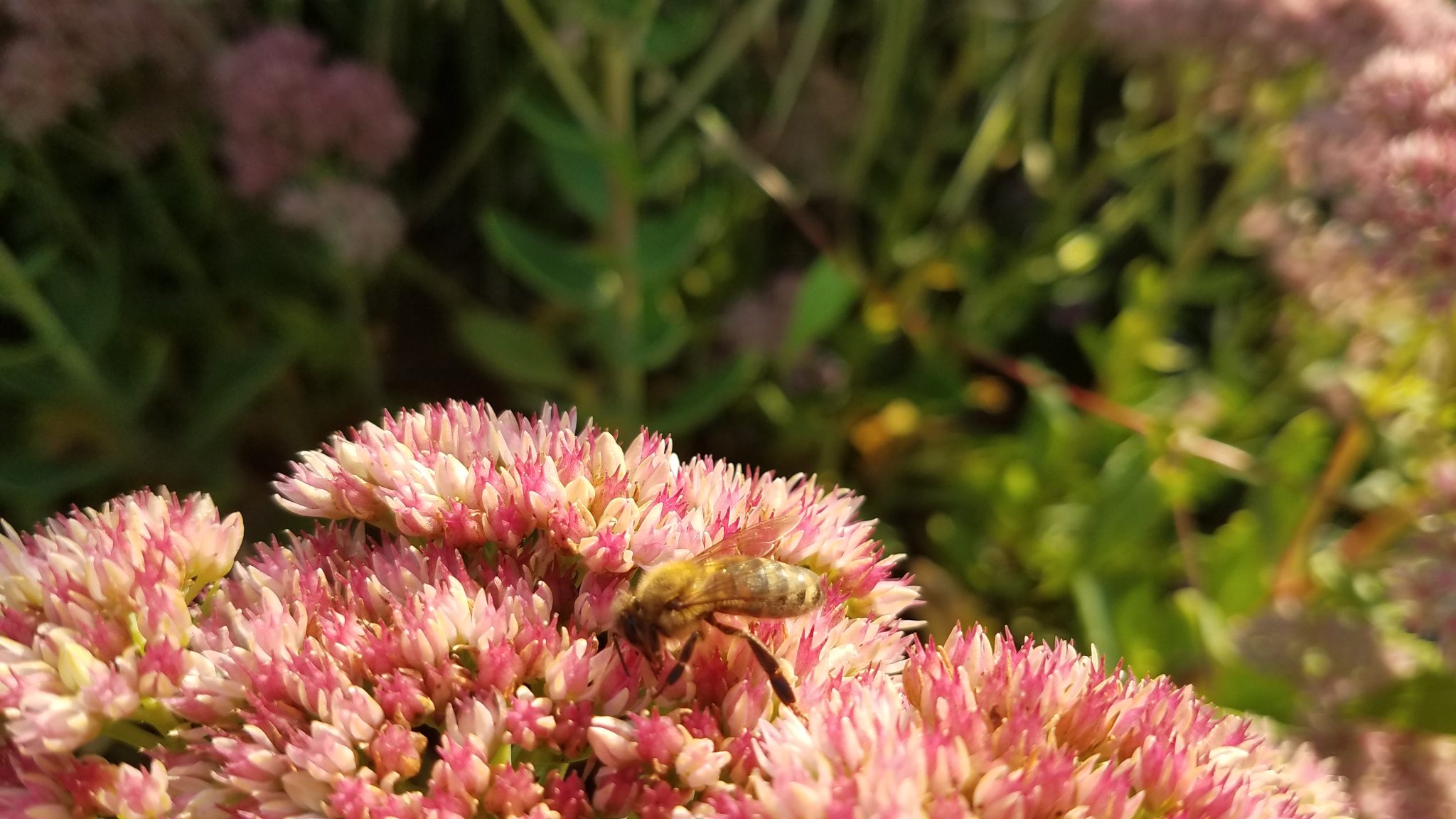 Honeybee on sedum