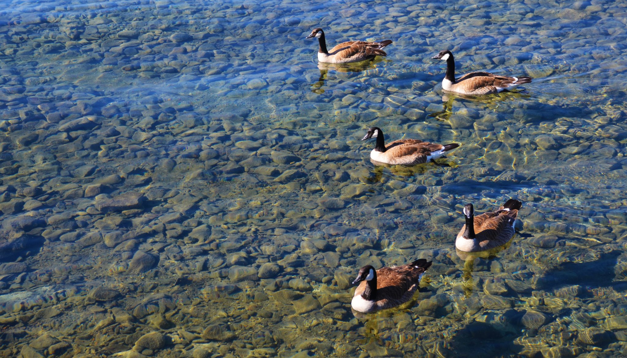 Ducks Swimming In A Clear, Rocky, Shallow Lake