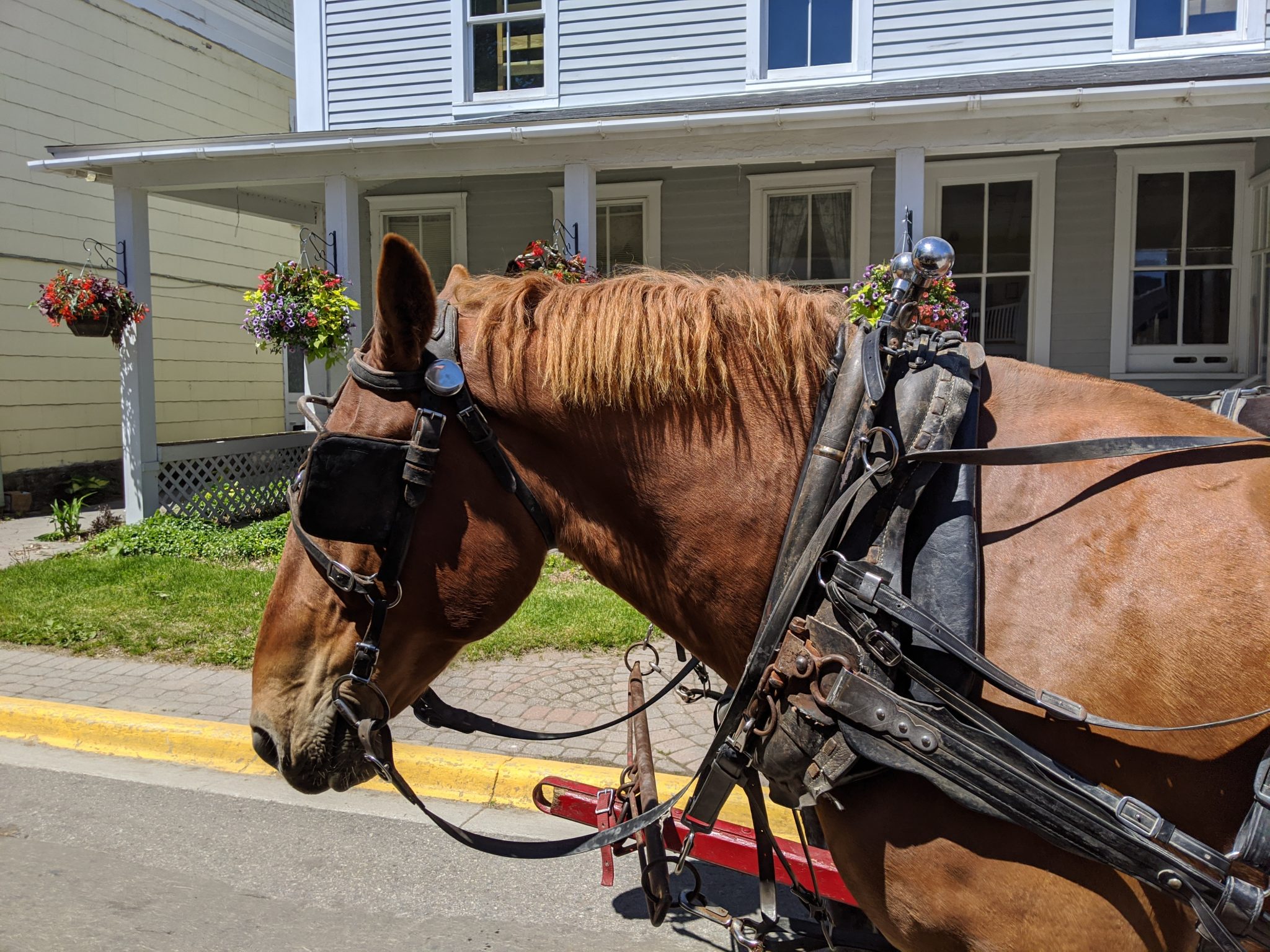 Mackinac Island carriage horse