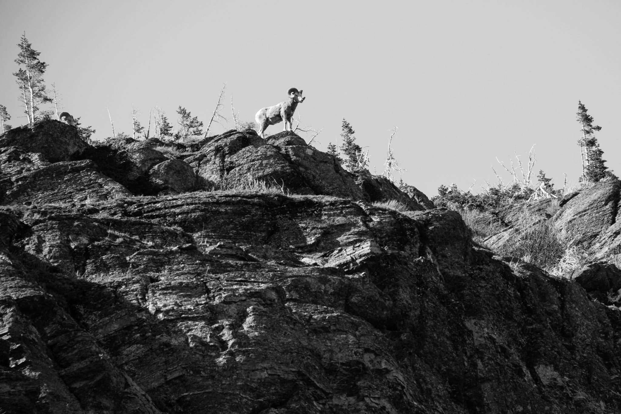 Bighorn Sheep in black and white