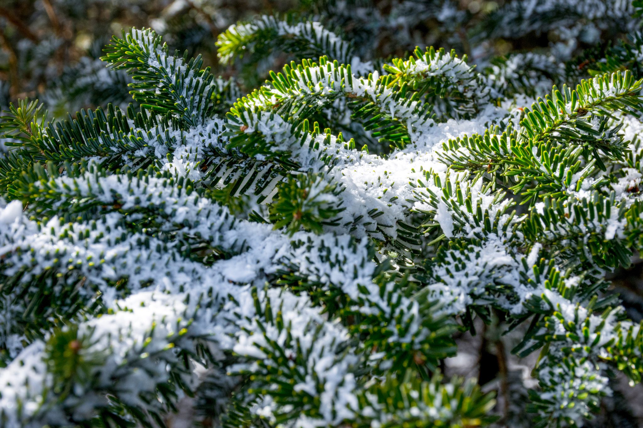 Close-up of snow on pine tree needles