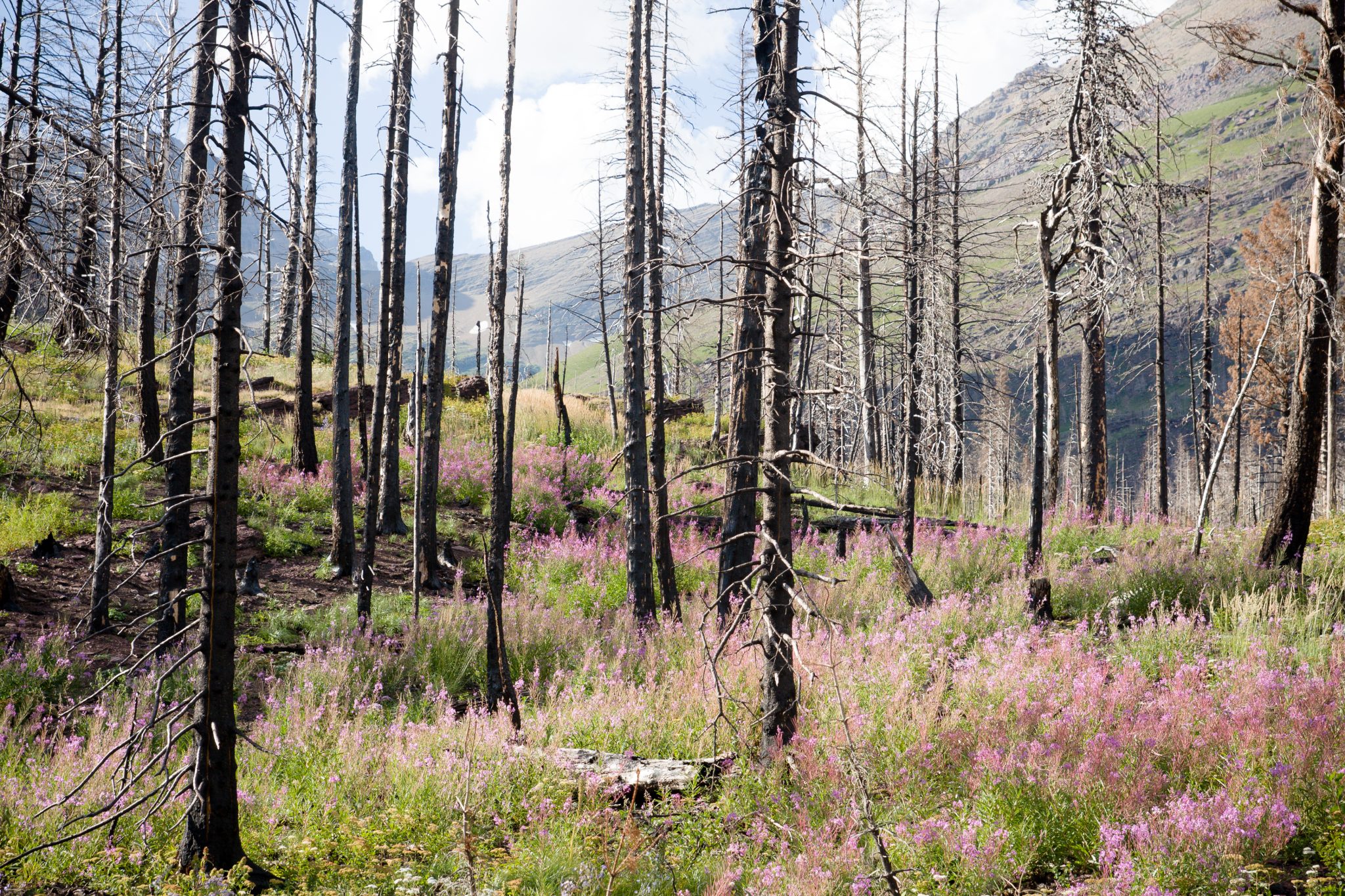 Pink wildflowers after a fire