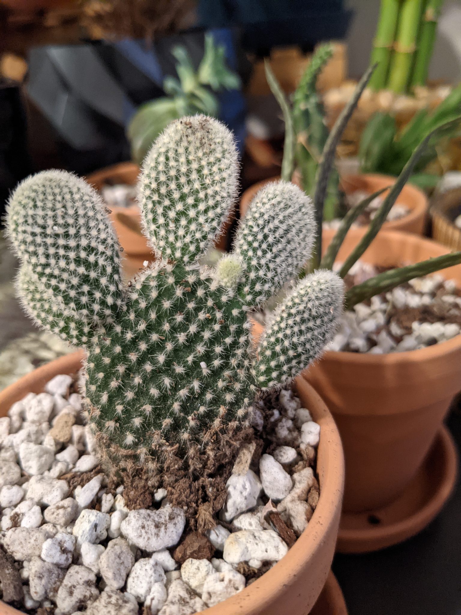 A small, very round cactus with some small round parts growing out of it.