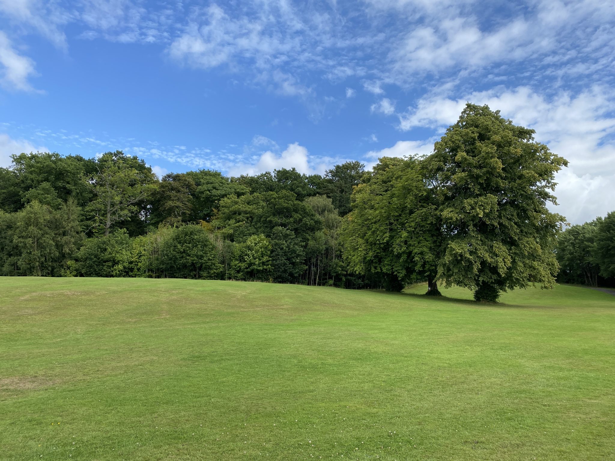 Field and tree line in the park