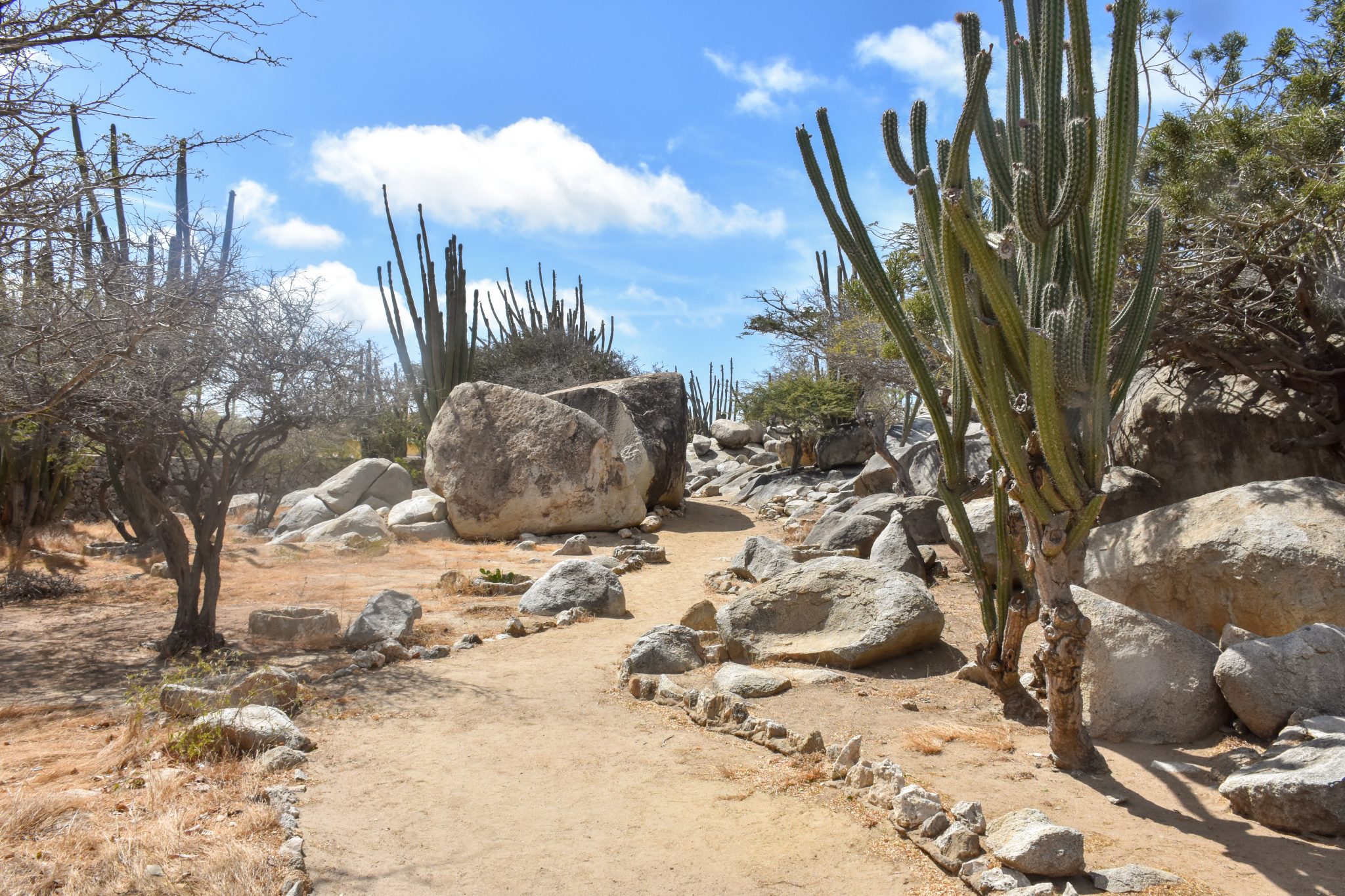 Large rocks and cactus plants in Aruba