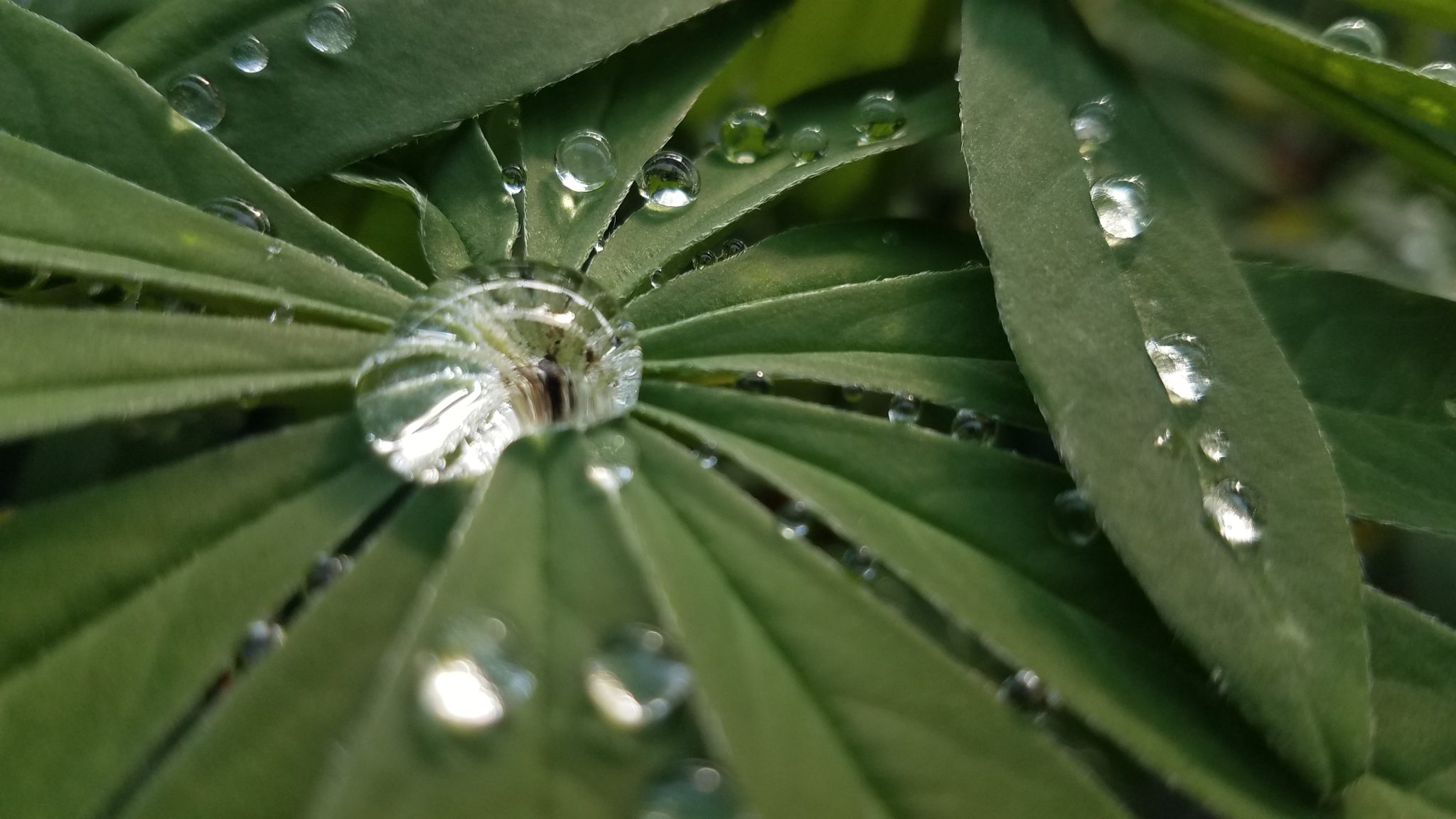 Water beads on leaves
