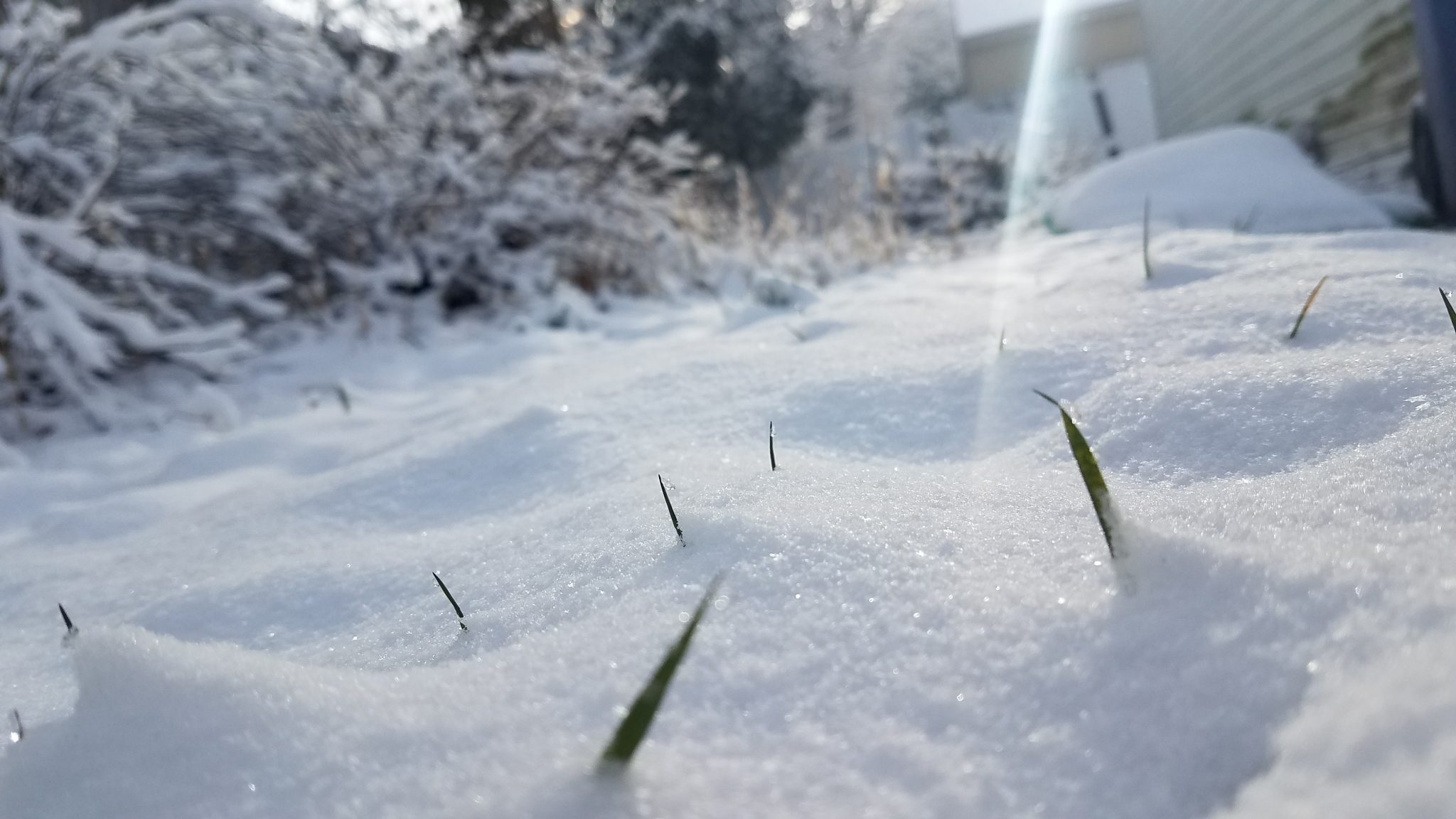 Grass coming up through the snow