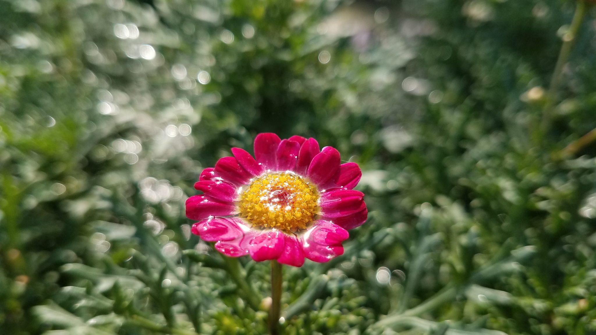 Water on an English Daisy