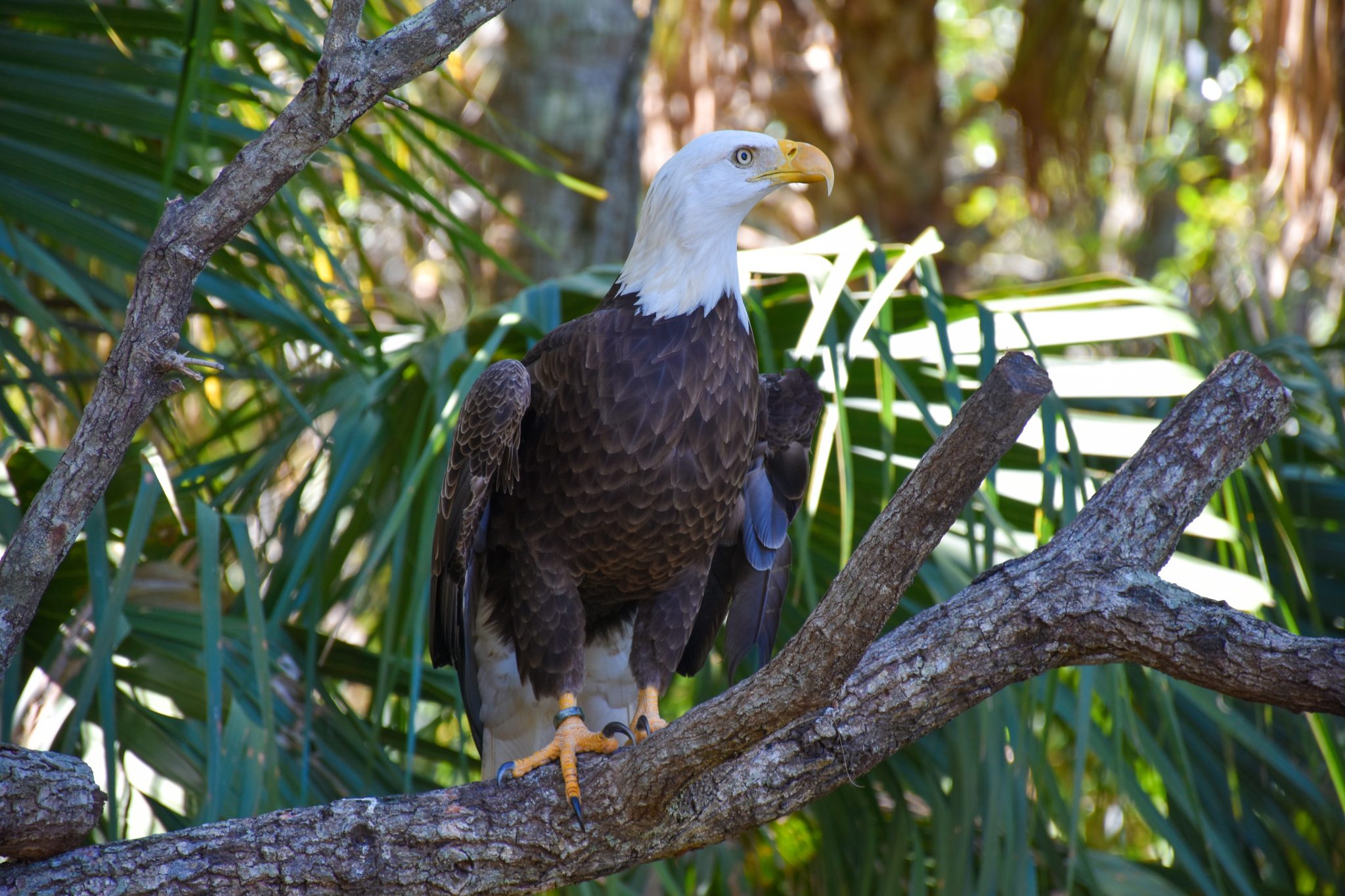 American bald eagle on a tree branch
