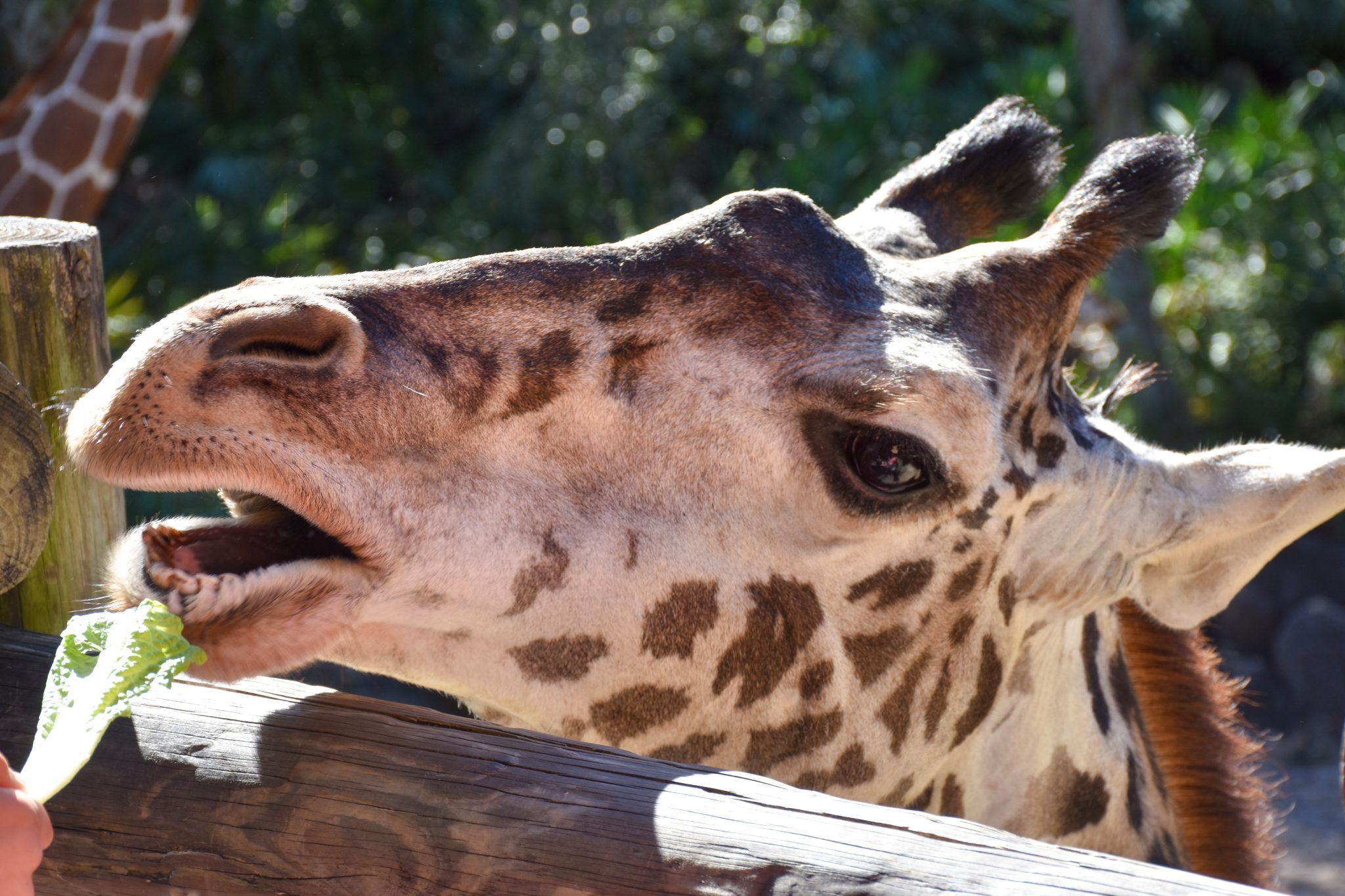 Giraffe head eating a piece of lettuce