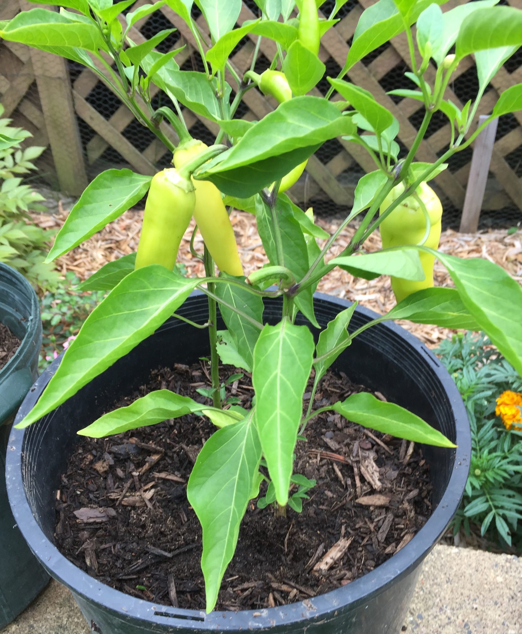 A potted hot chili plant