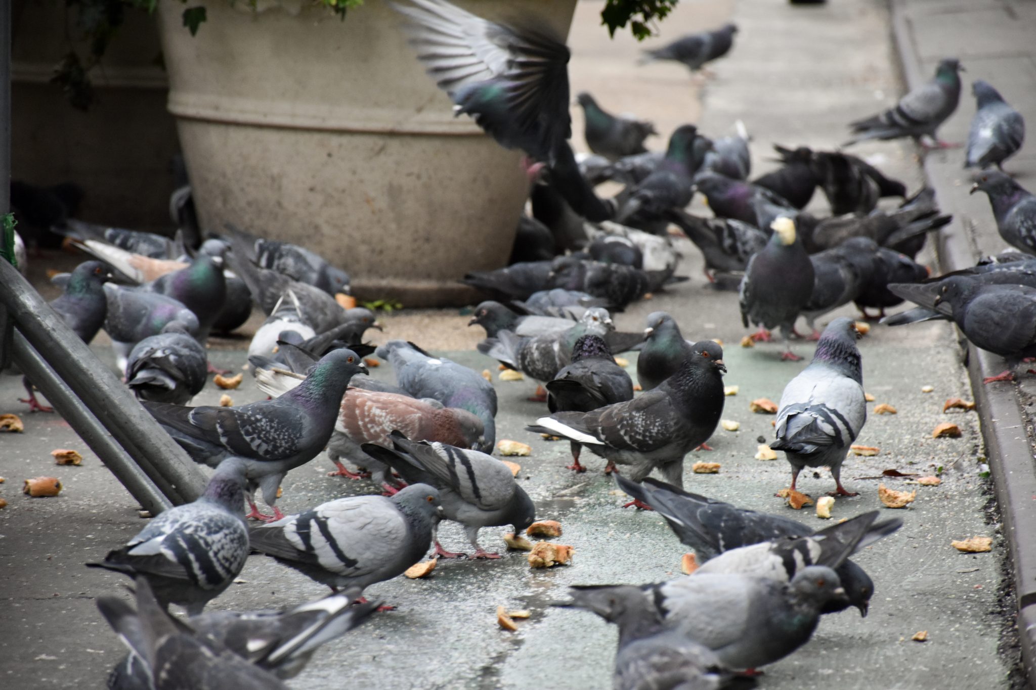 Pigeons in Manhattan, New York