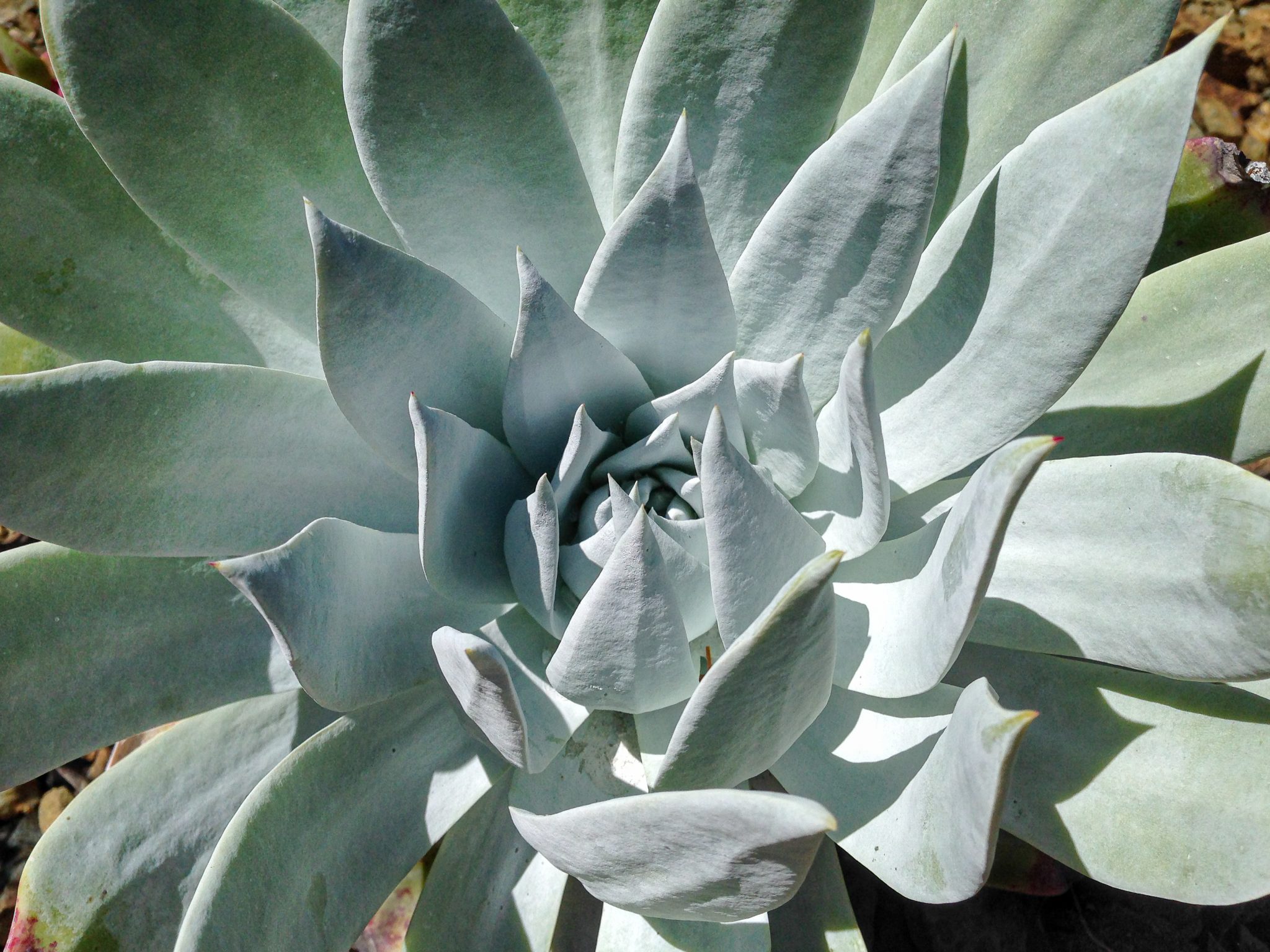Close-up of an agave succulent