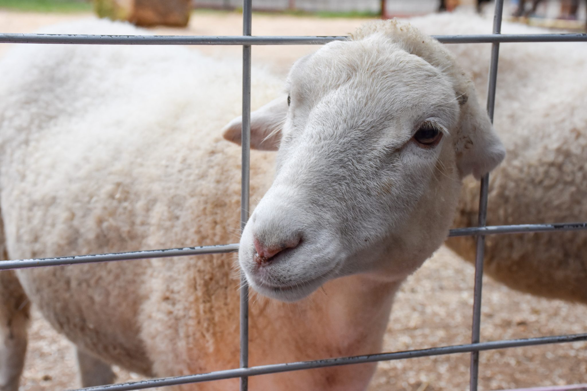 Sheep poking its head through a fence