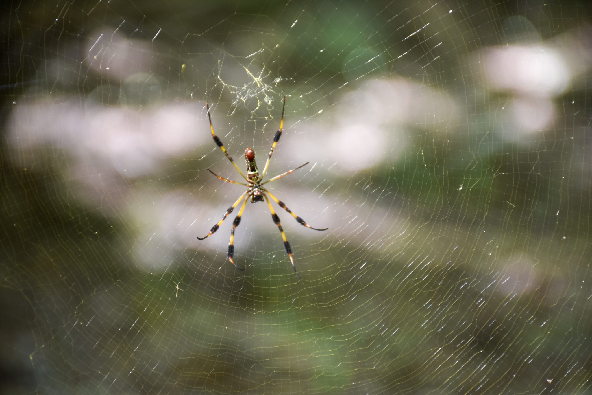 Banana spider on its web