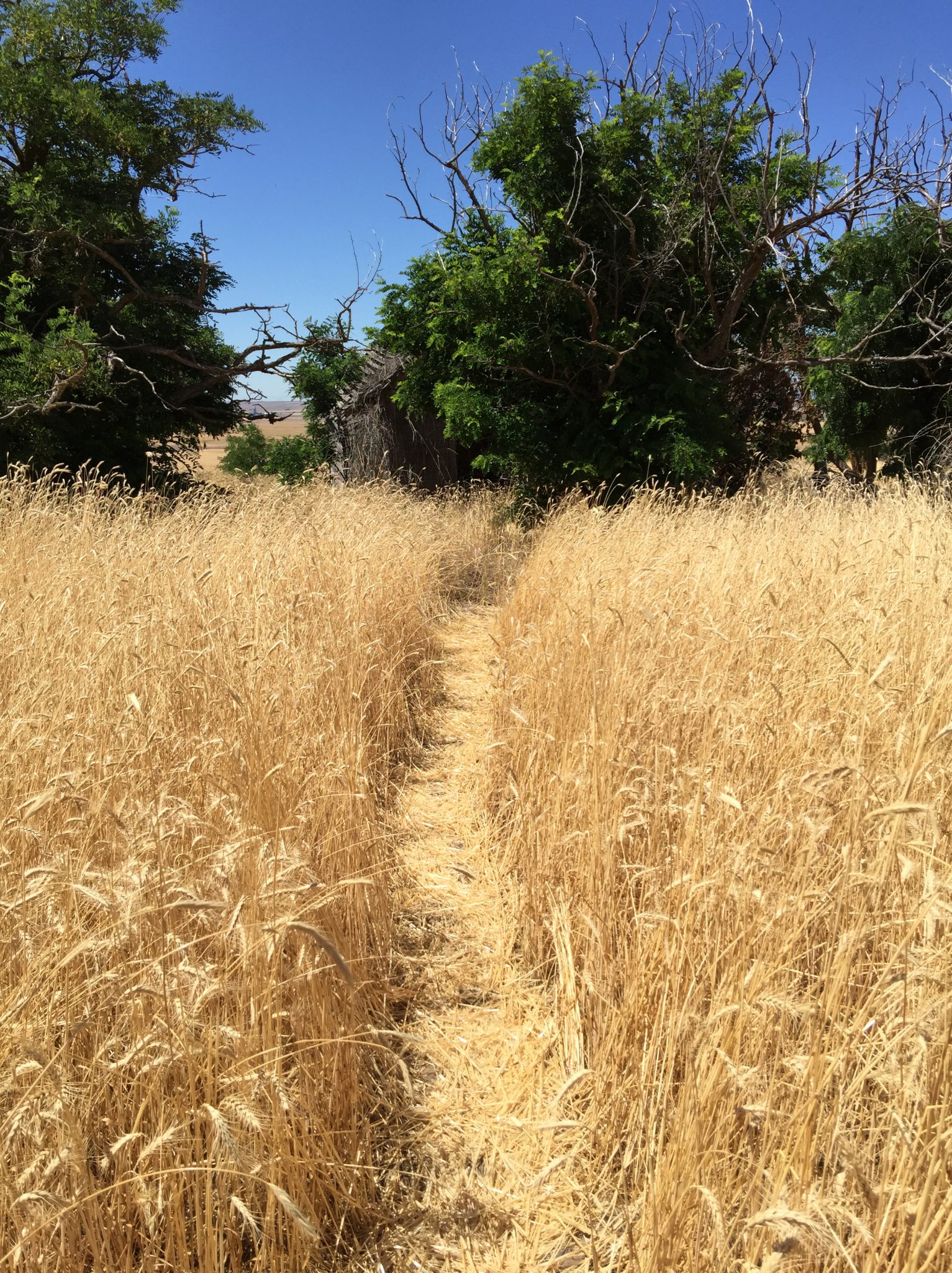 Walking Path Through A Golden Wheat Field