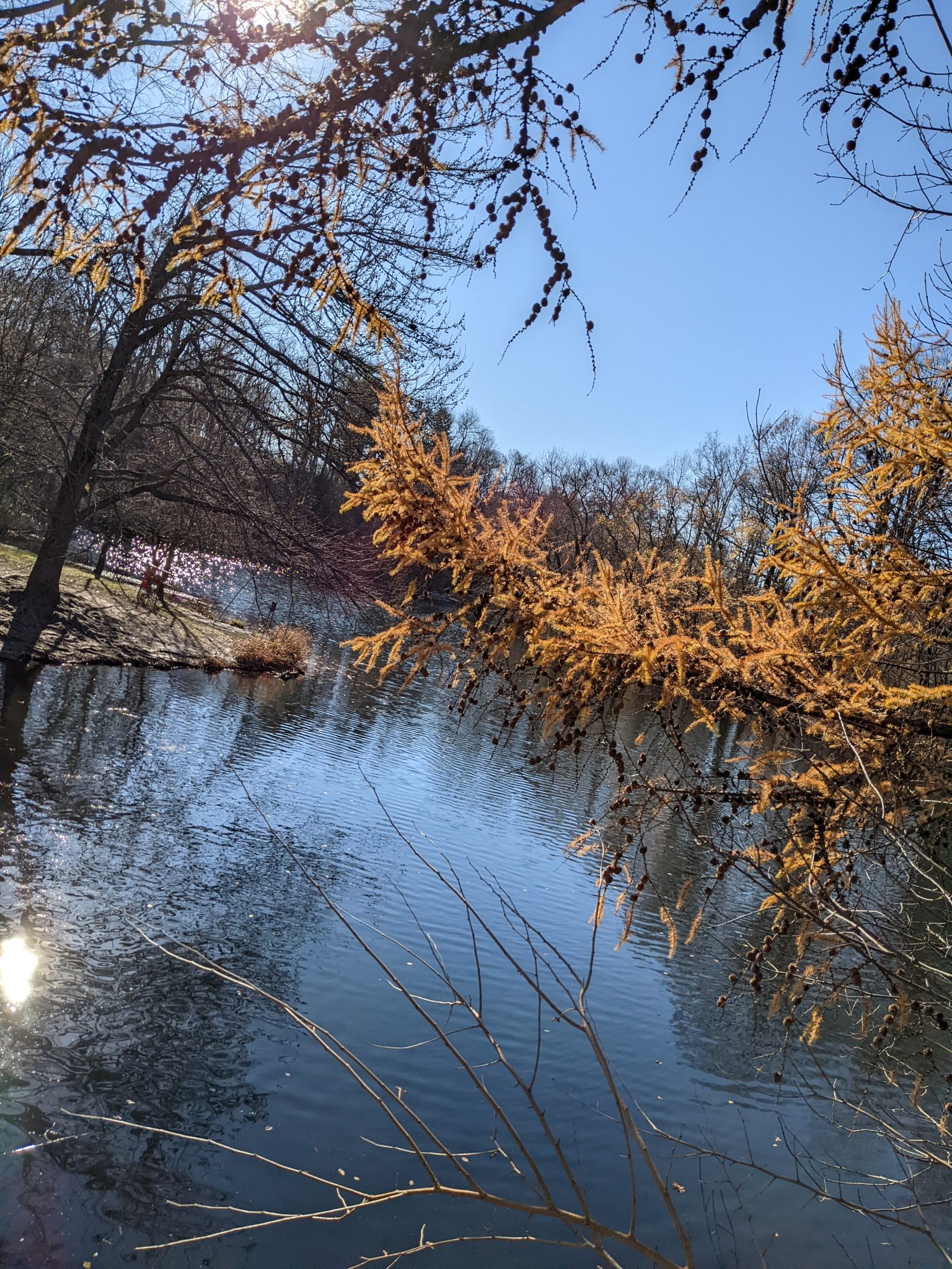 A lake in Prospect Park, Brooklyn