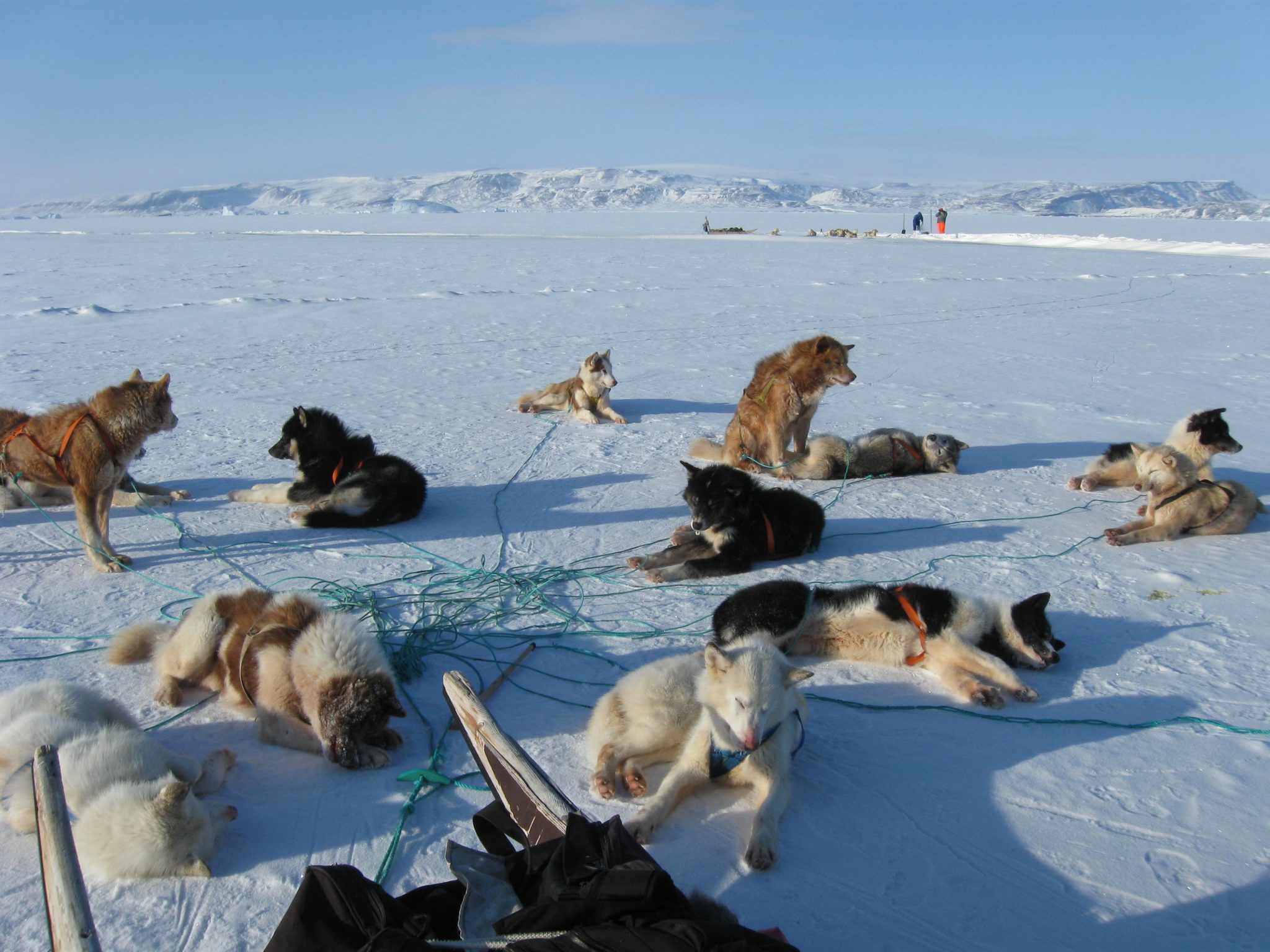 Sled dogs resting on frozen North Star Bay in Greenland