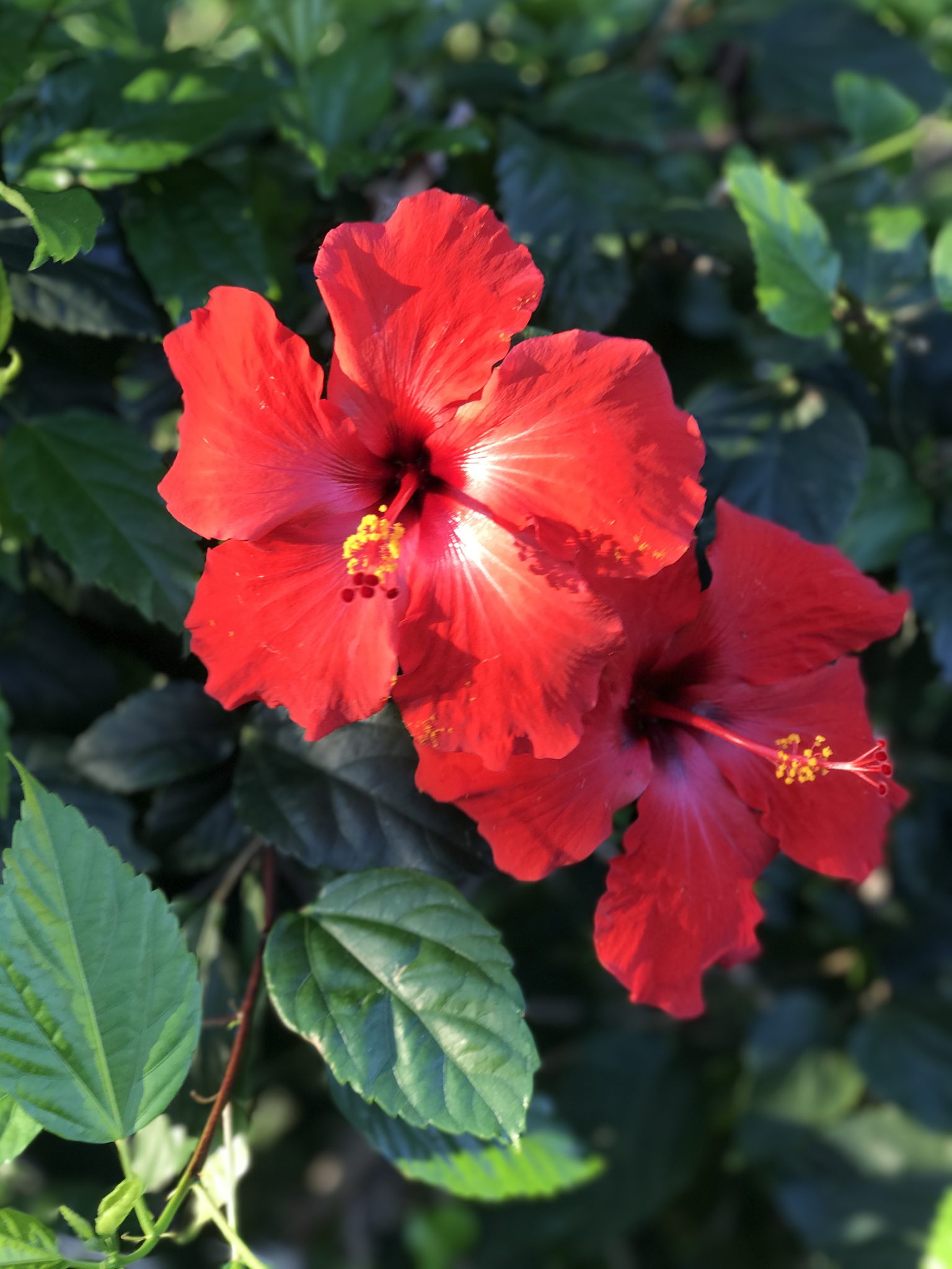 Red Hawaiian Flowers