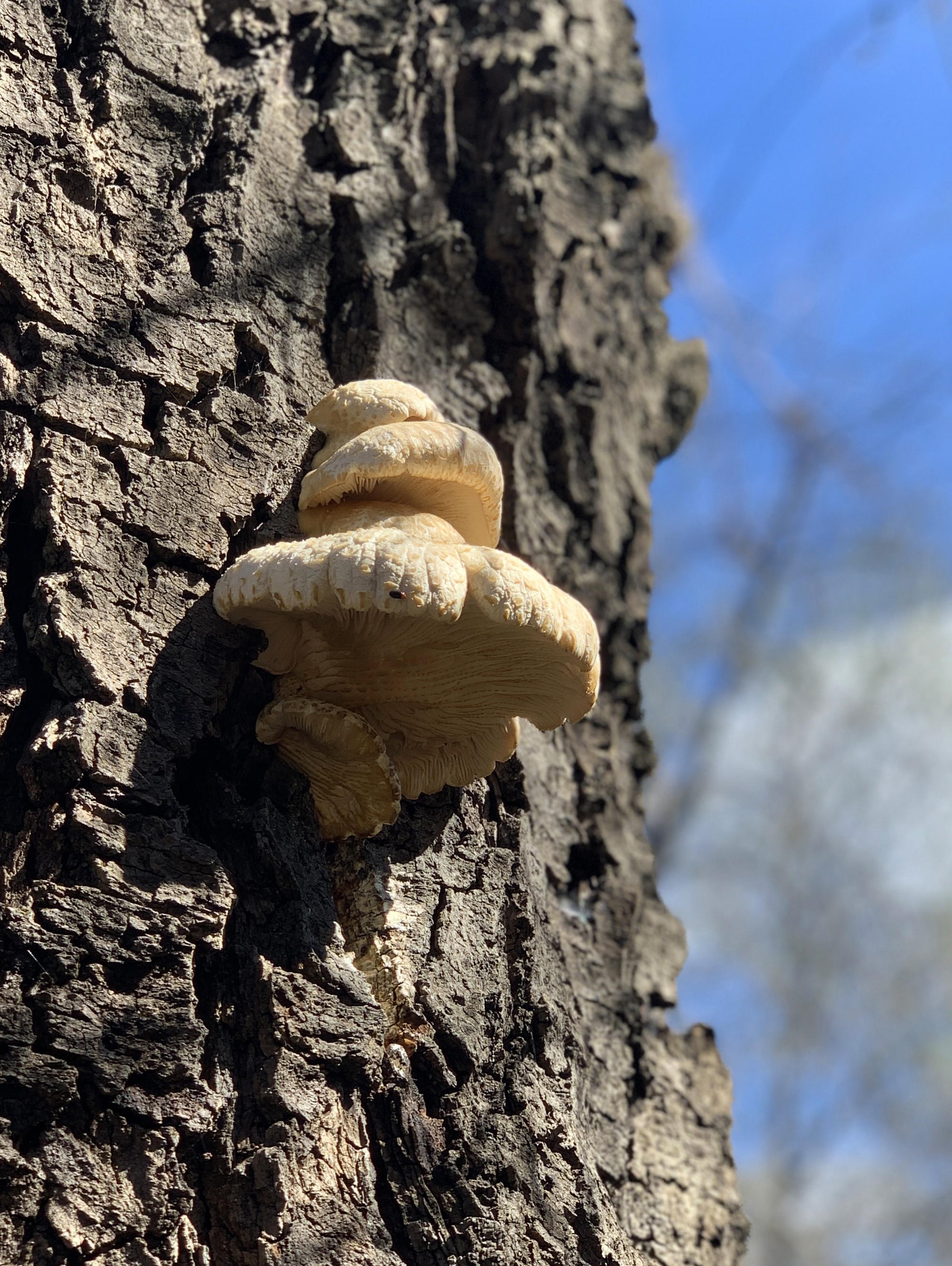 Mushroom Fungus Growing On Tree Bark