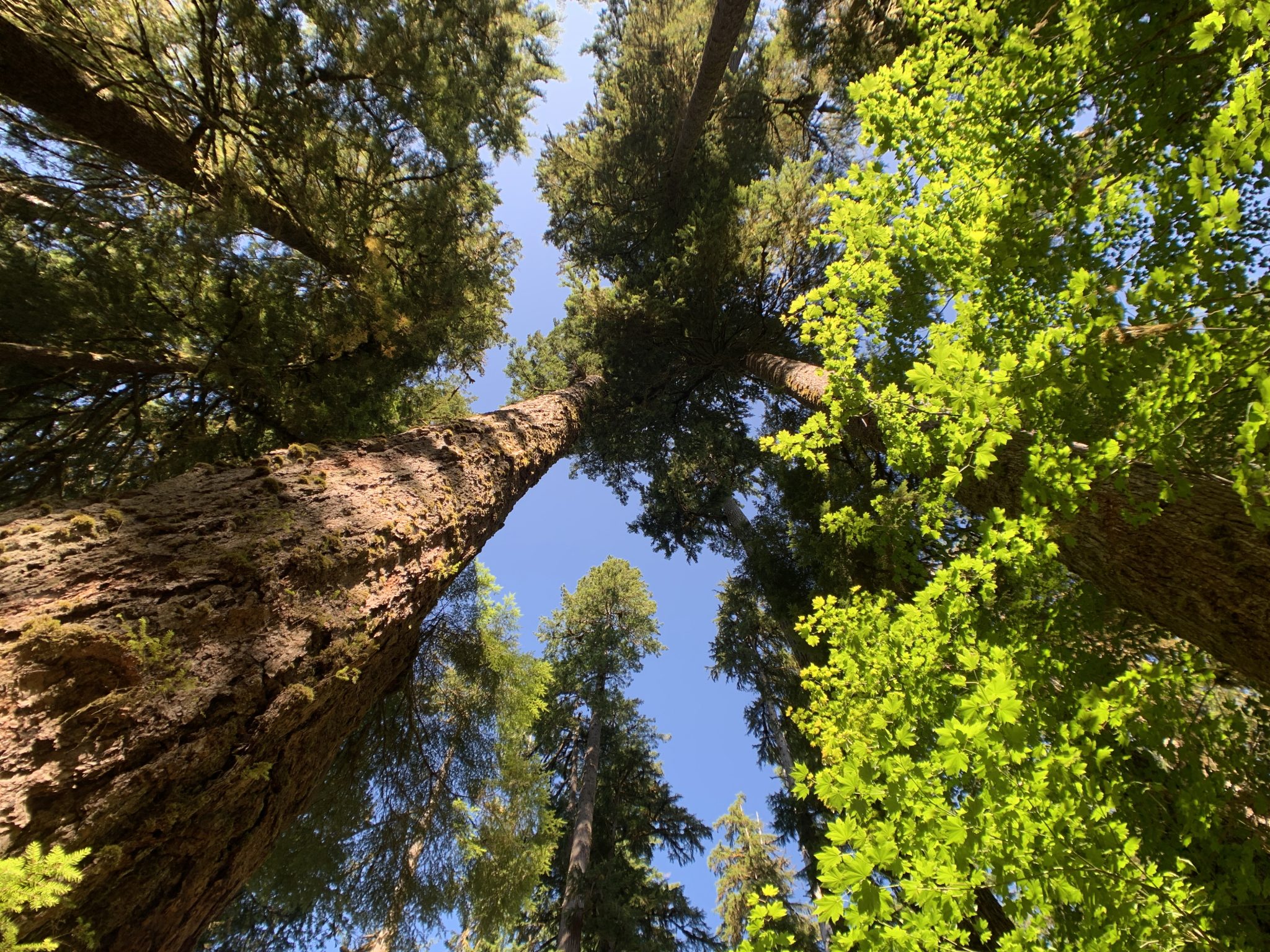 Tall trees against the blue sky
