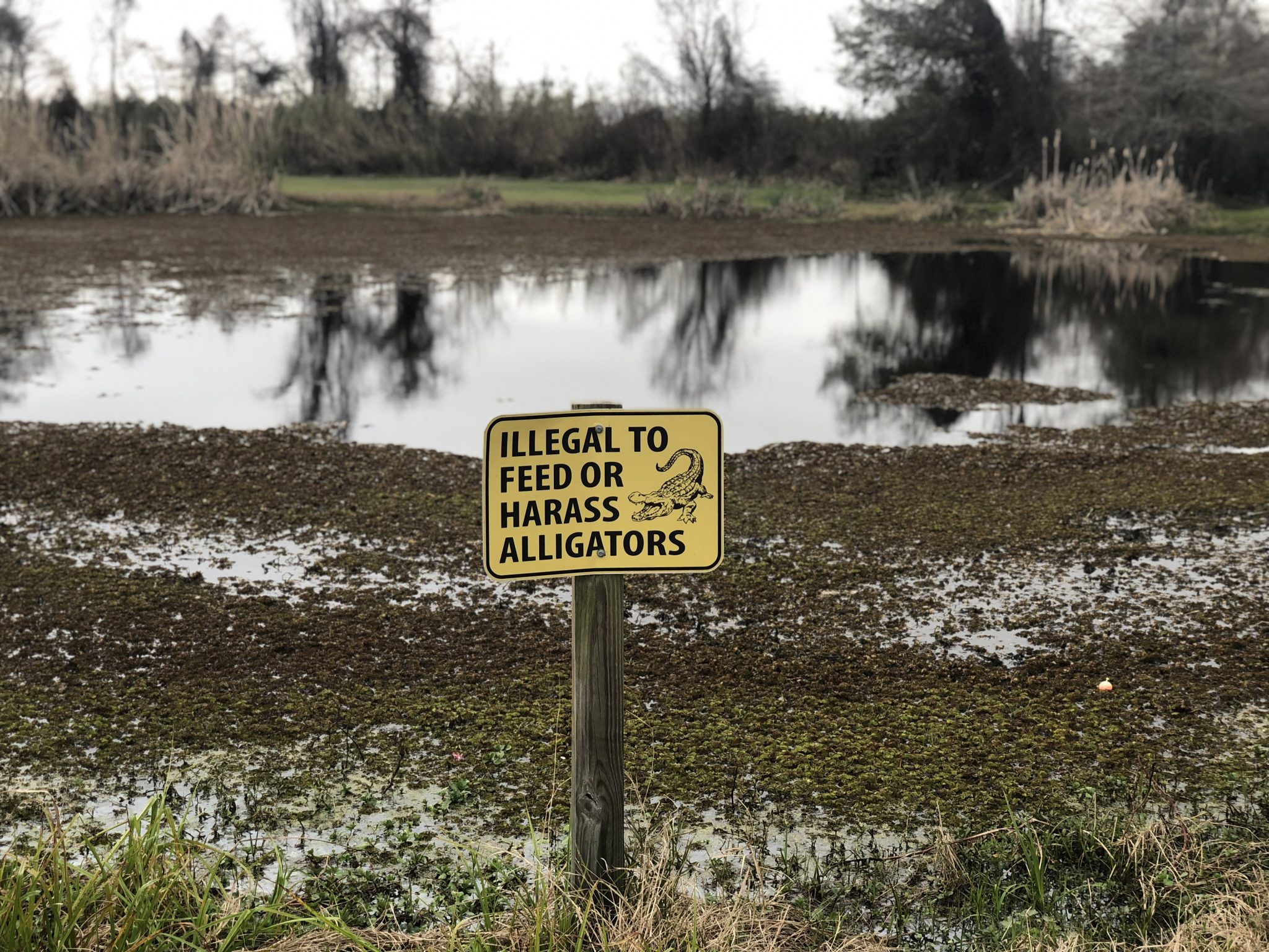 Illegal to feed or harass alligators (‎⁨Fontainebleau State Park⁩, ⁨Louisiana)