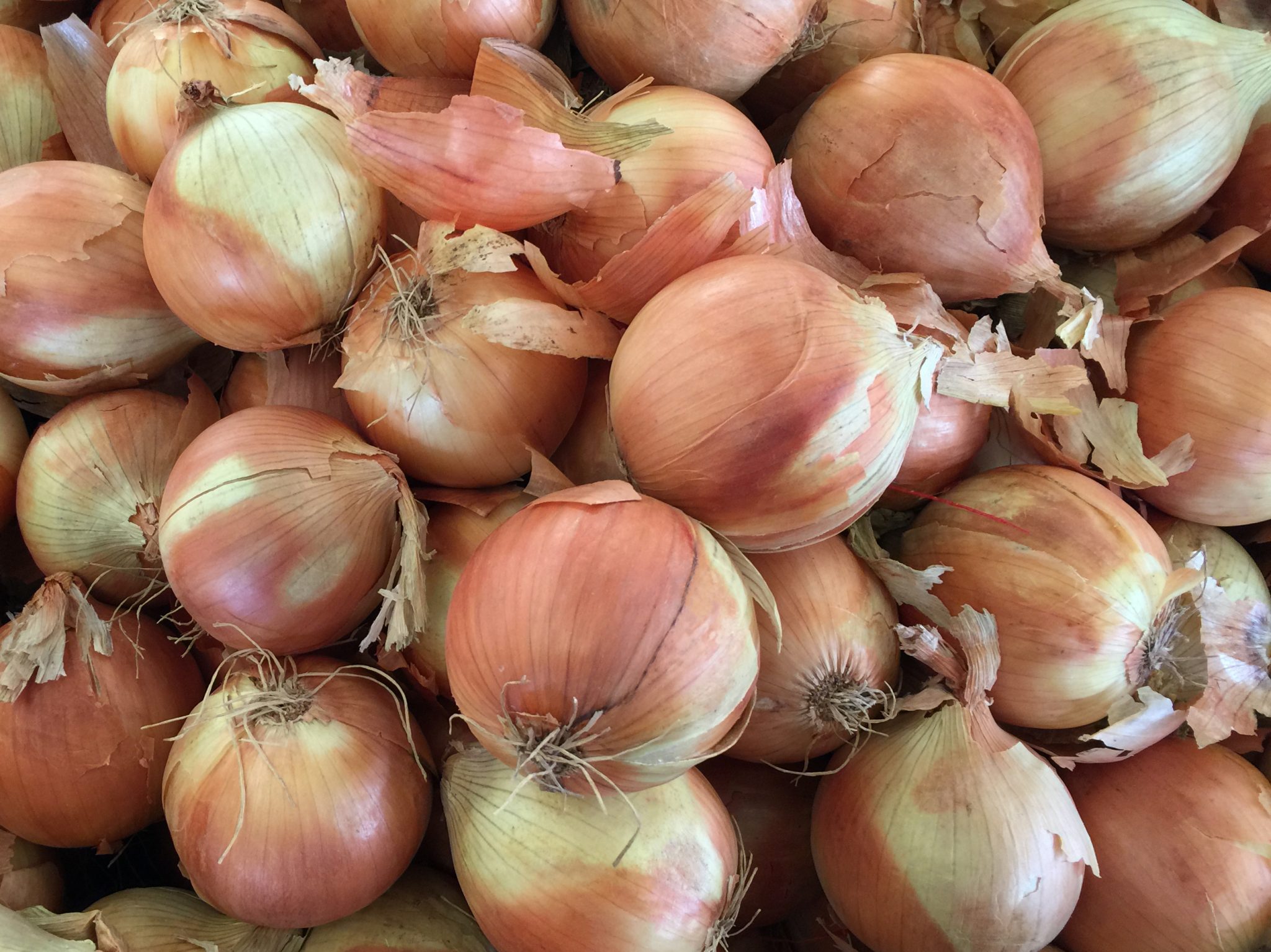 Farmers' Market Yellow Onions