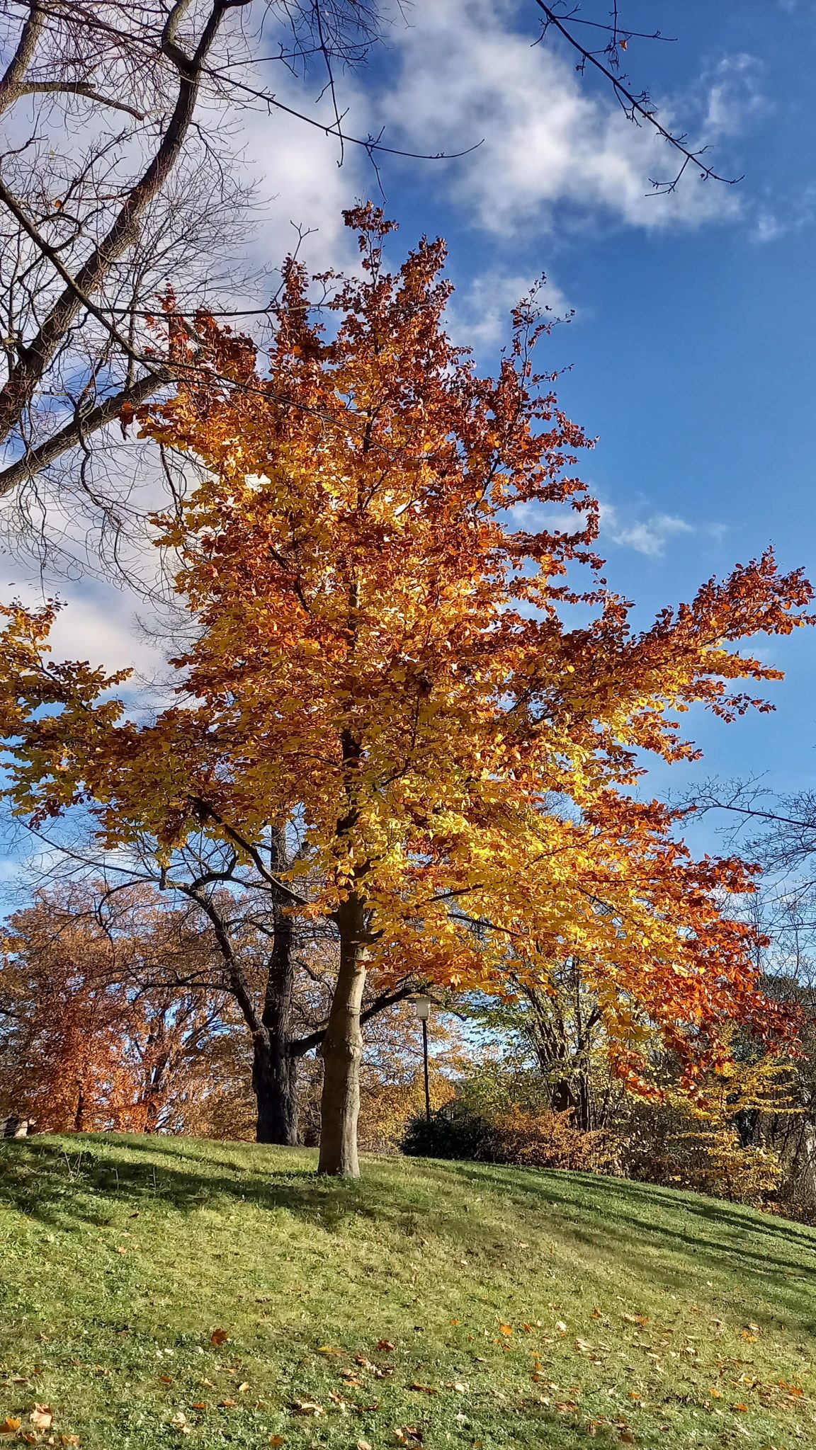 yellow coloured autumn tree with brilliant fall leaves
