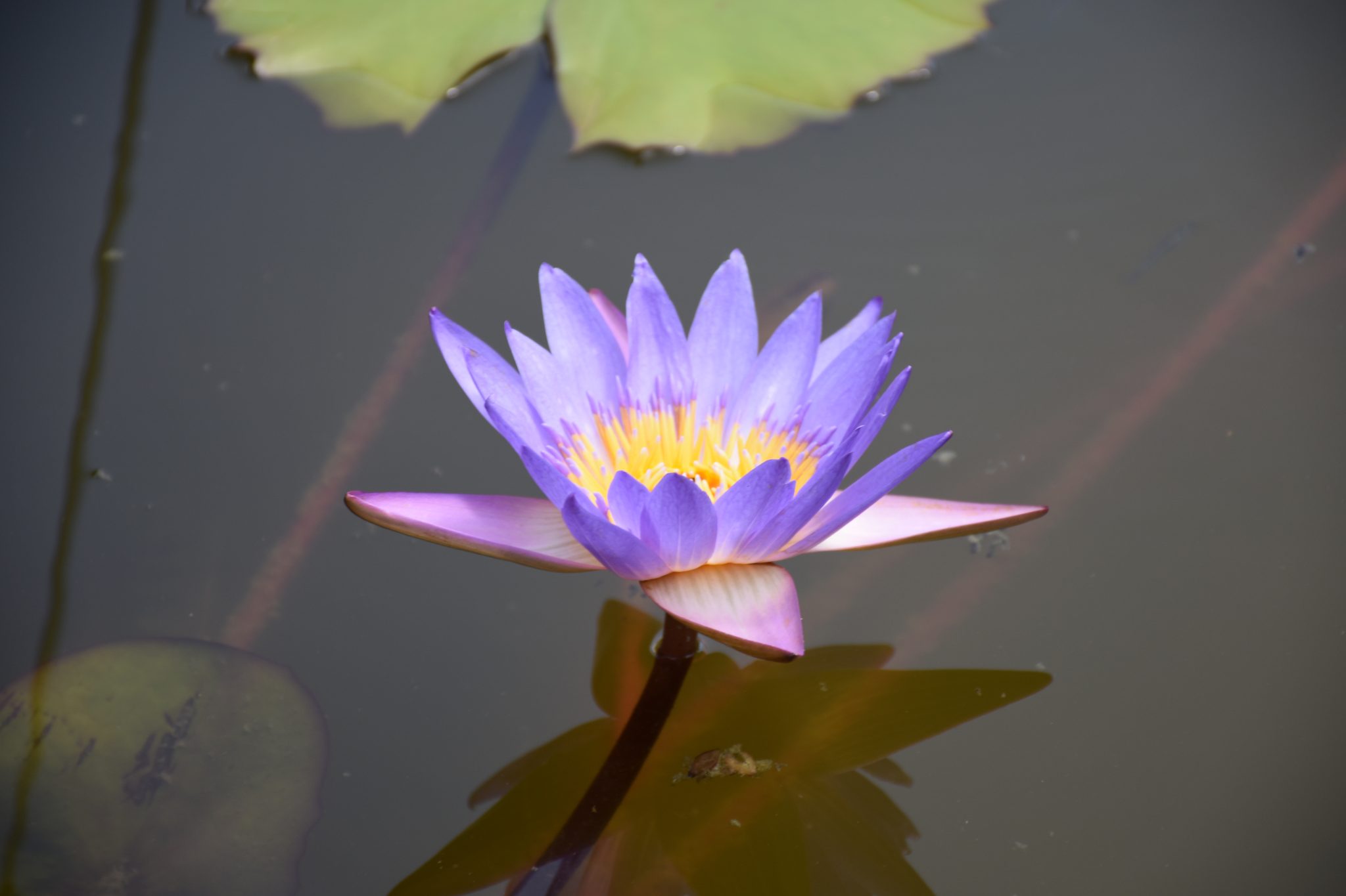 Blue lotus at the Zilker Gardens in Austin, Texas