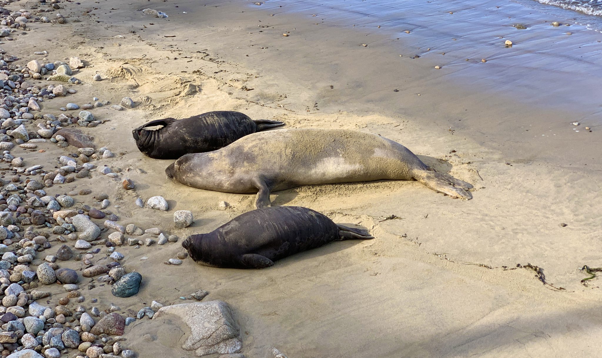 Sea lions laying on the beach