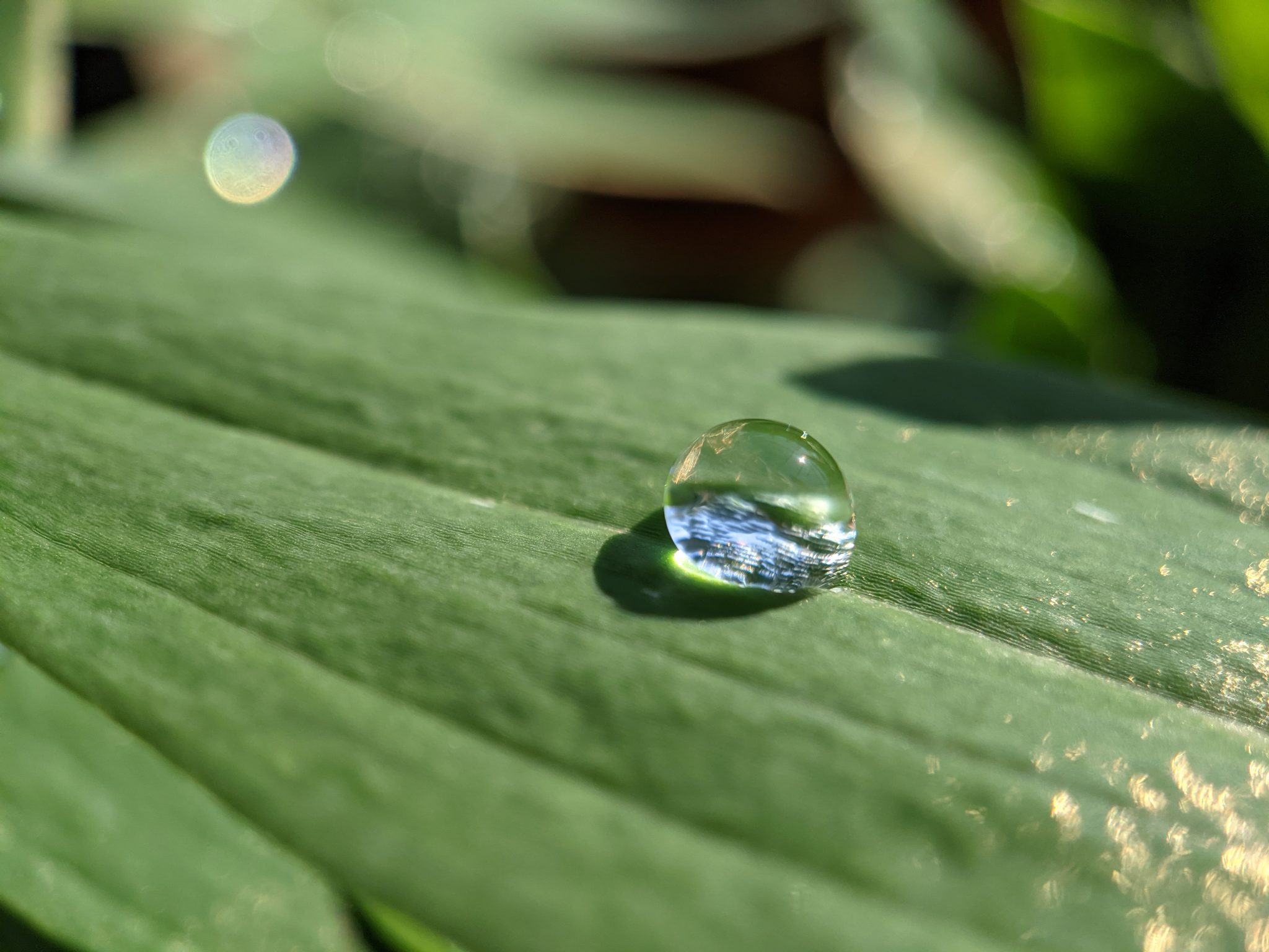Water bead on a leaf