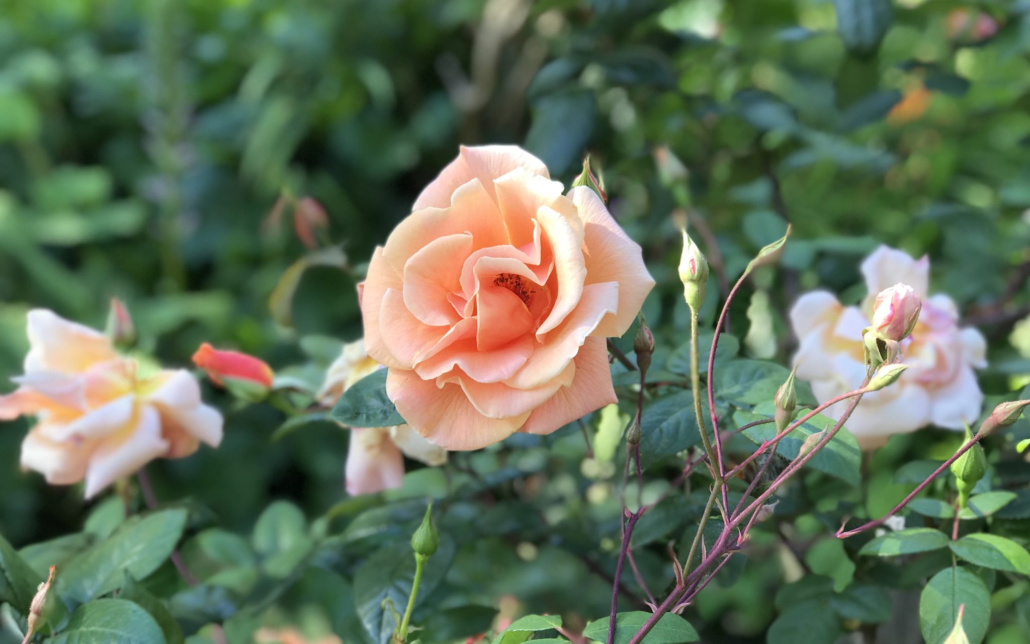 Blooming Peach Rose Flower