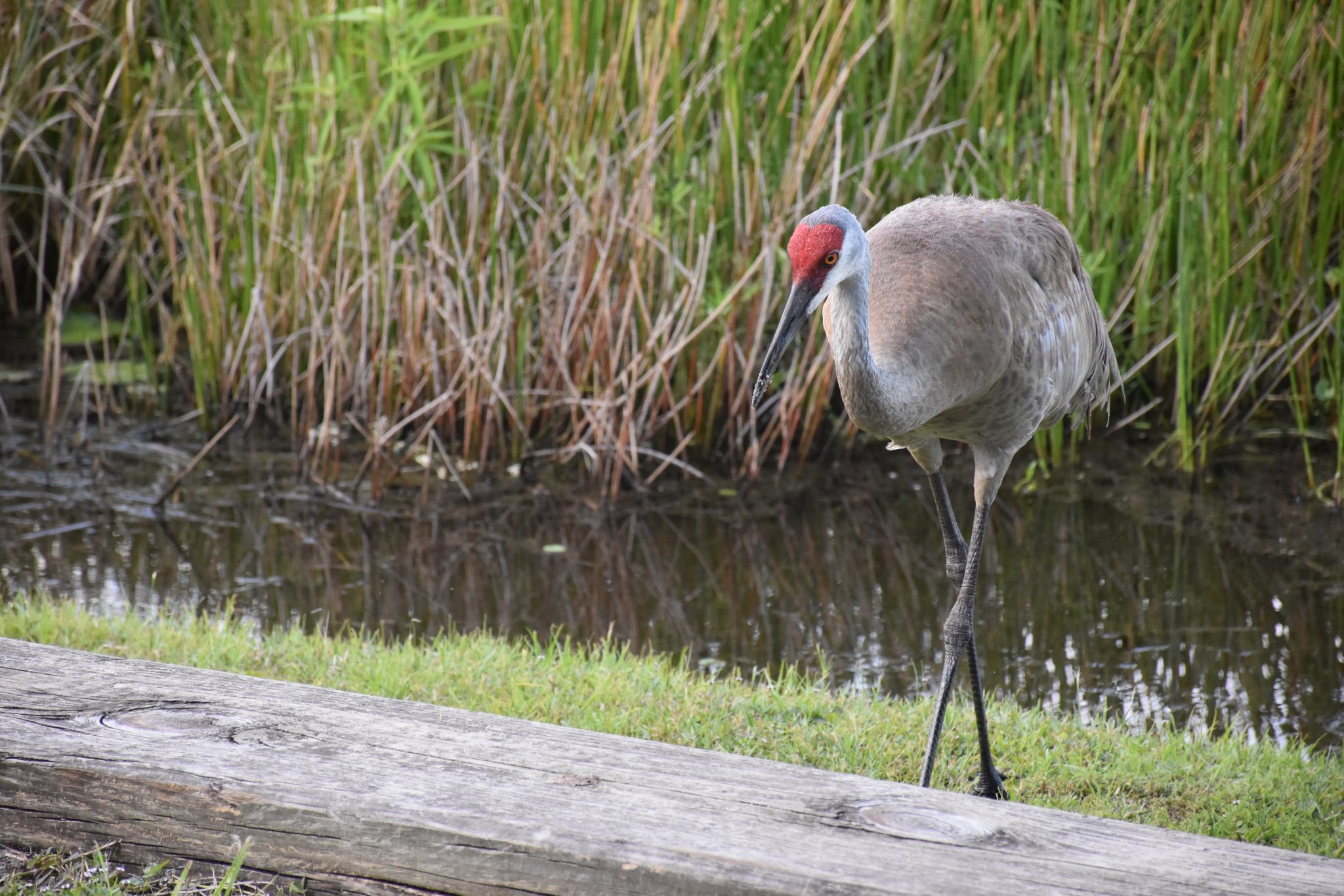 Sandhill crane walking along the water at Red Bug Lake Park