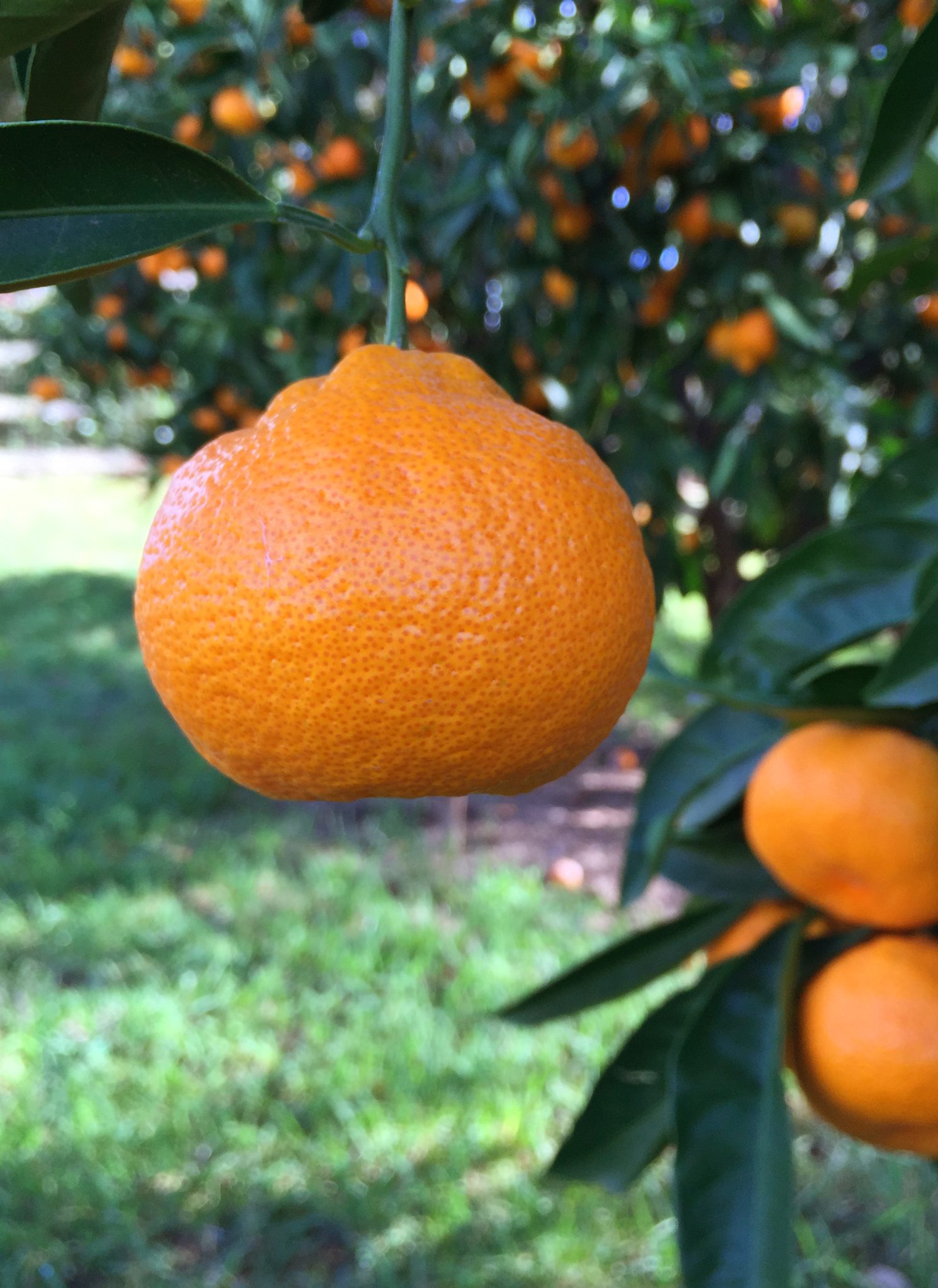 Satsuma Mandarin Orange Ripe On Tree