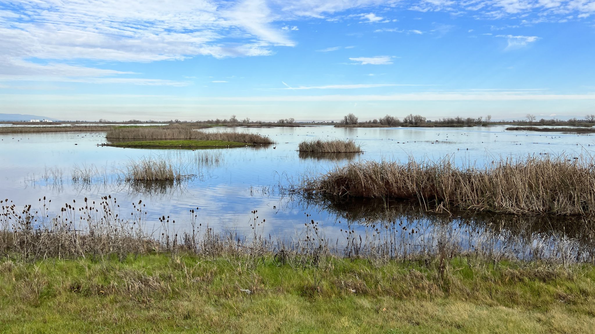 Sacramento Wildlife Refuge Wetlands